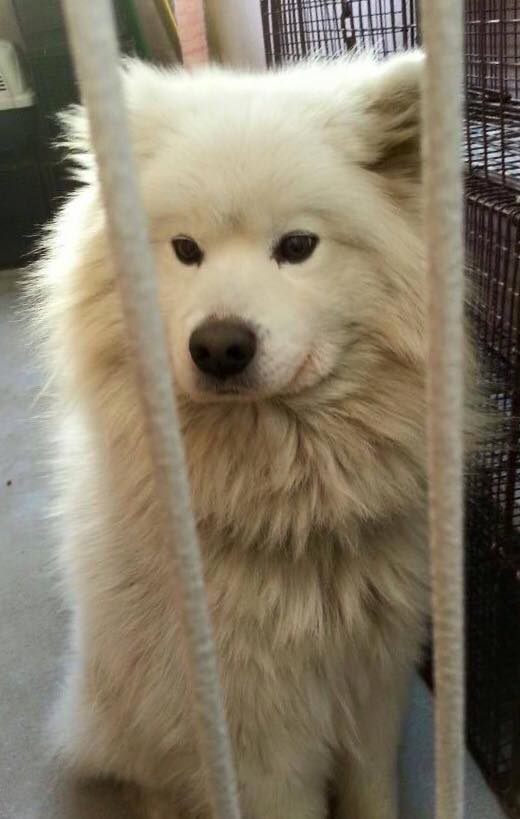 Korean Samoyeds — Y-Not Save a Sam Rescue