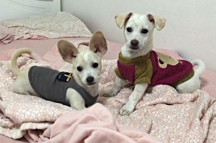 koy momo bed.jpg