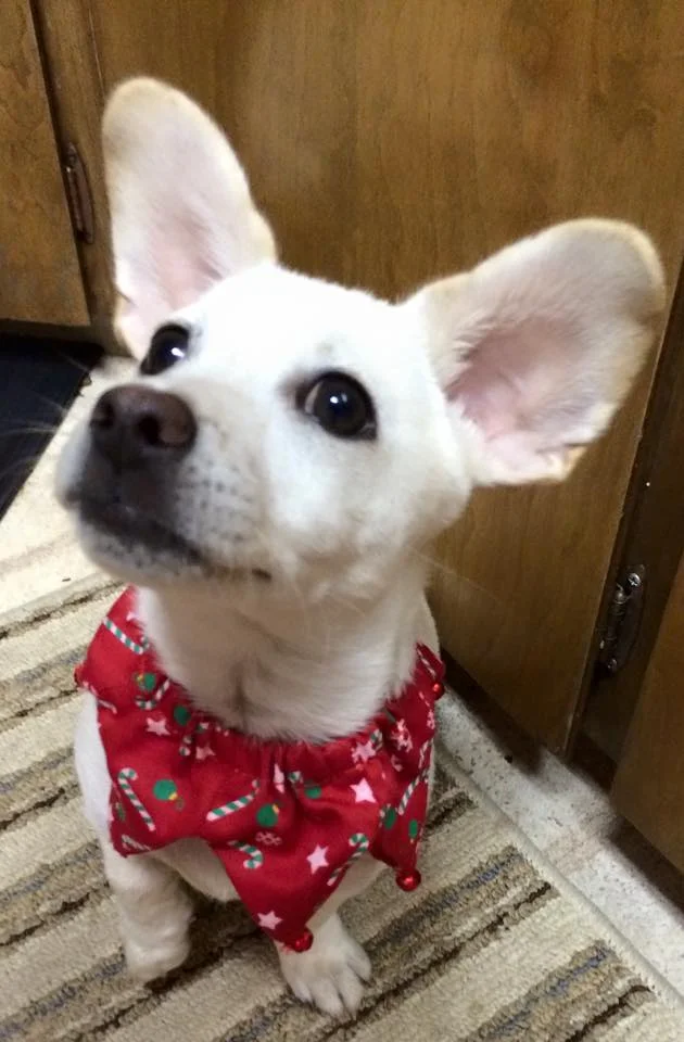momo sparky 5.jpg