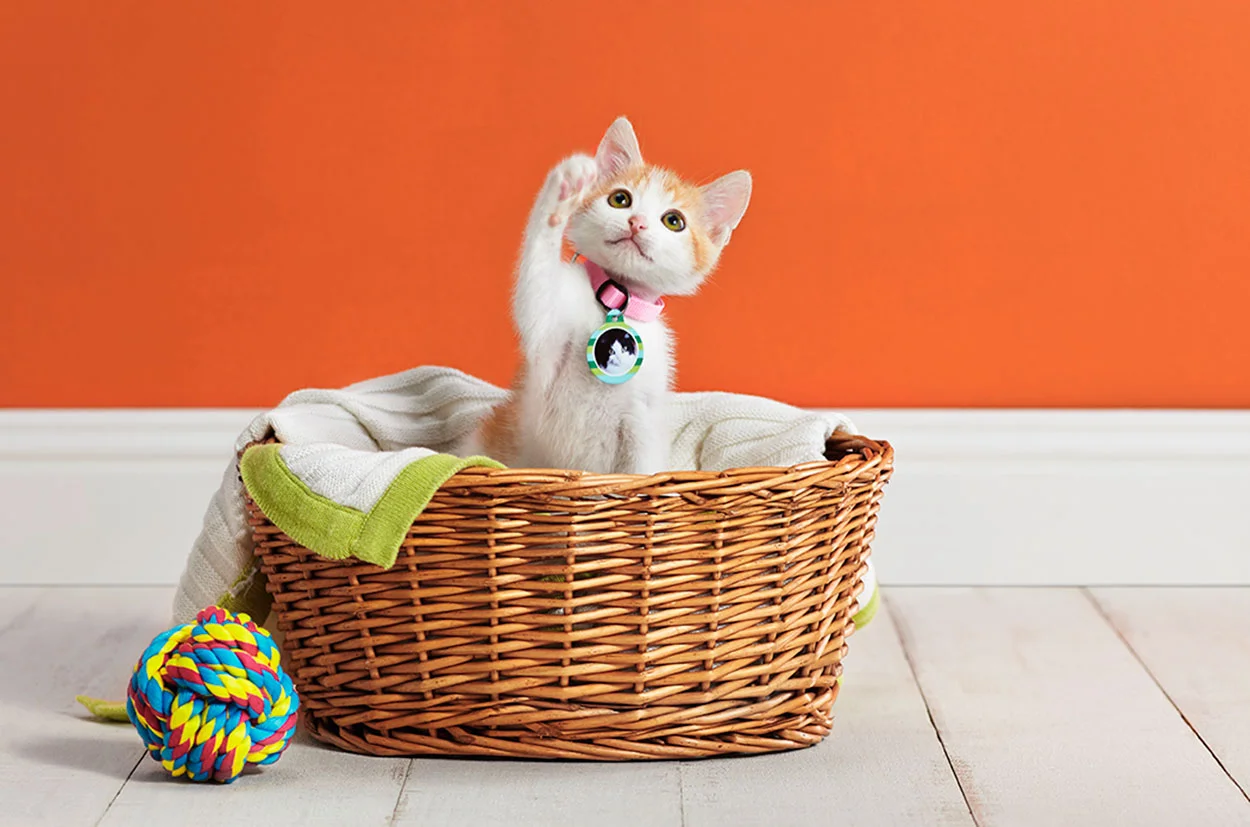 SFLY_pet_shoot1.jpg