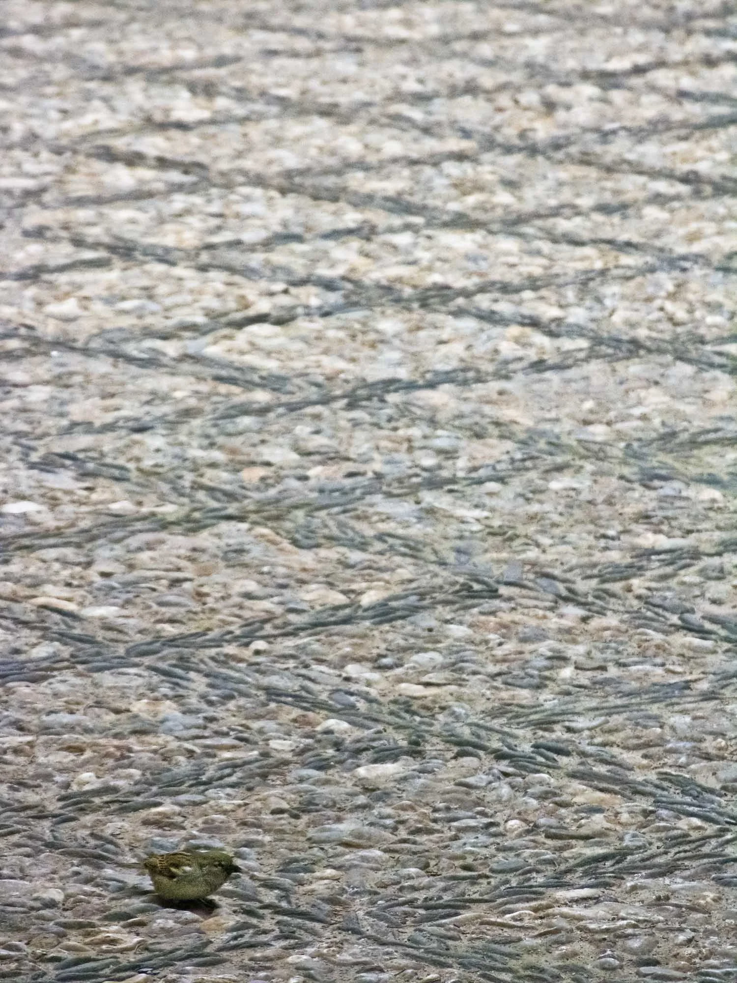 bird on ground.jpg