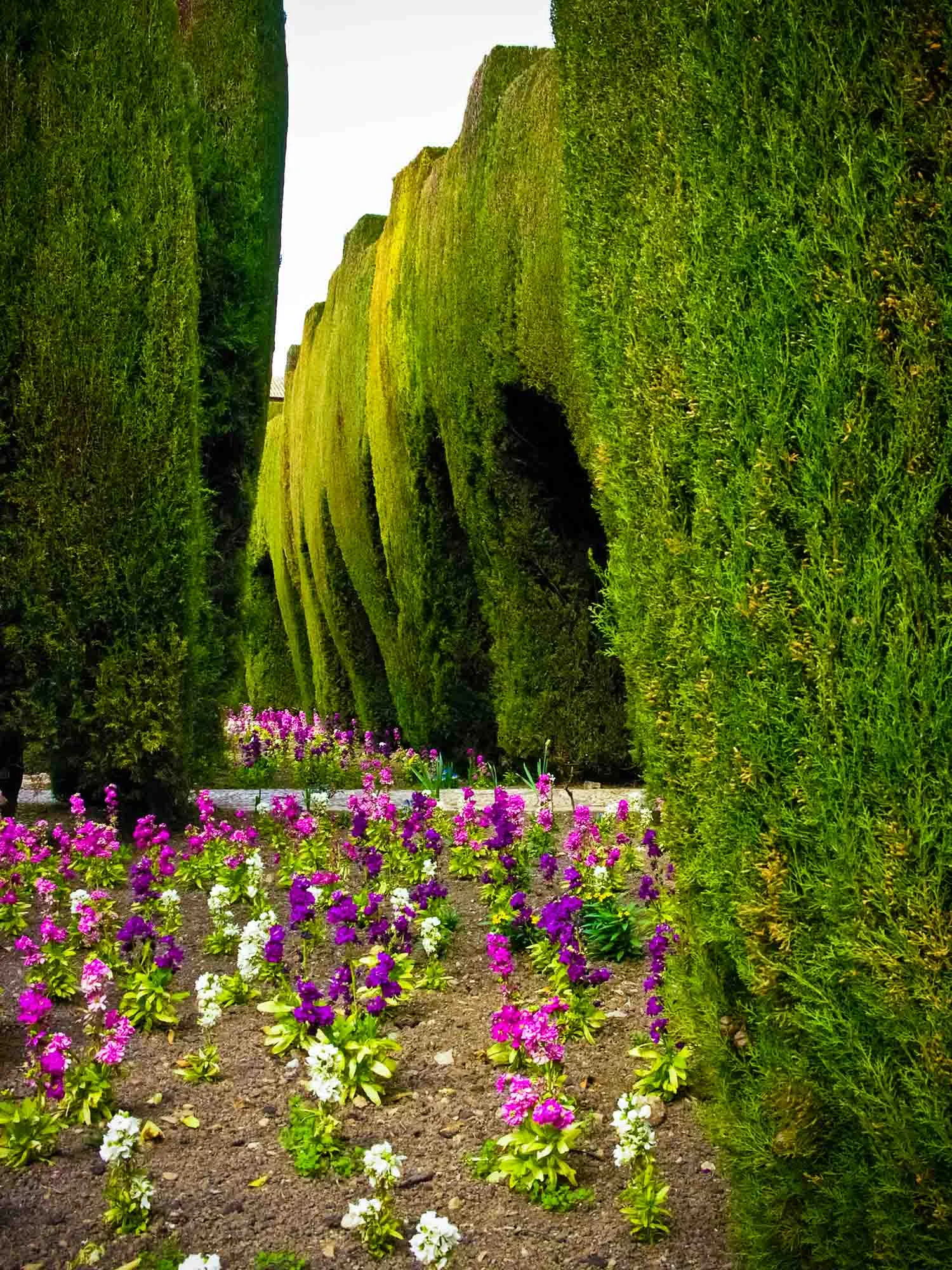 purple flowers and green trees.jpg