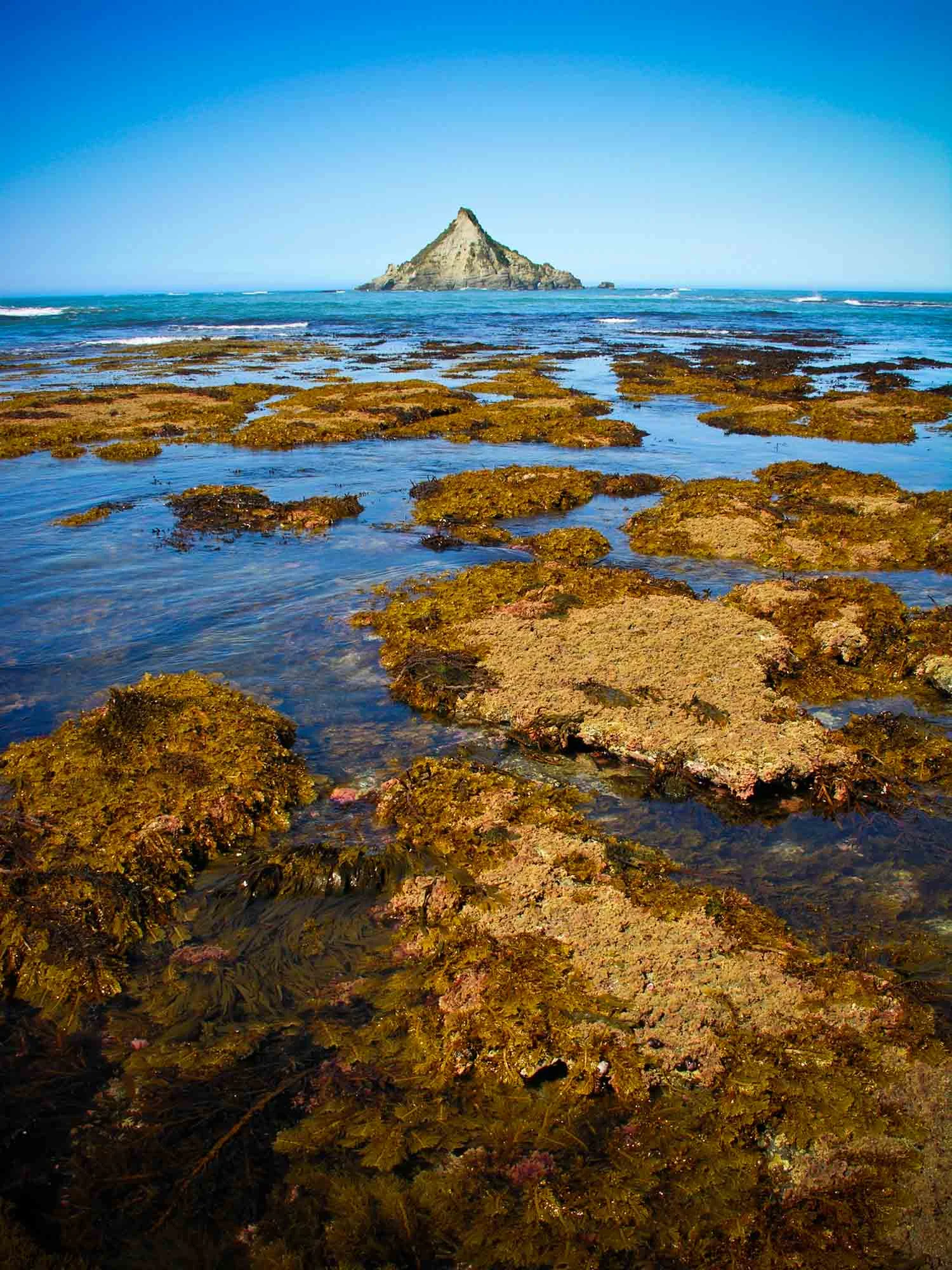 seaweed and mountain.jpg