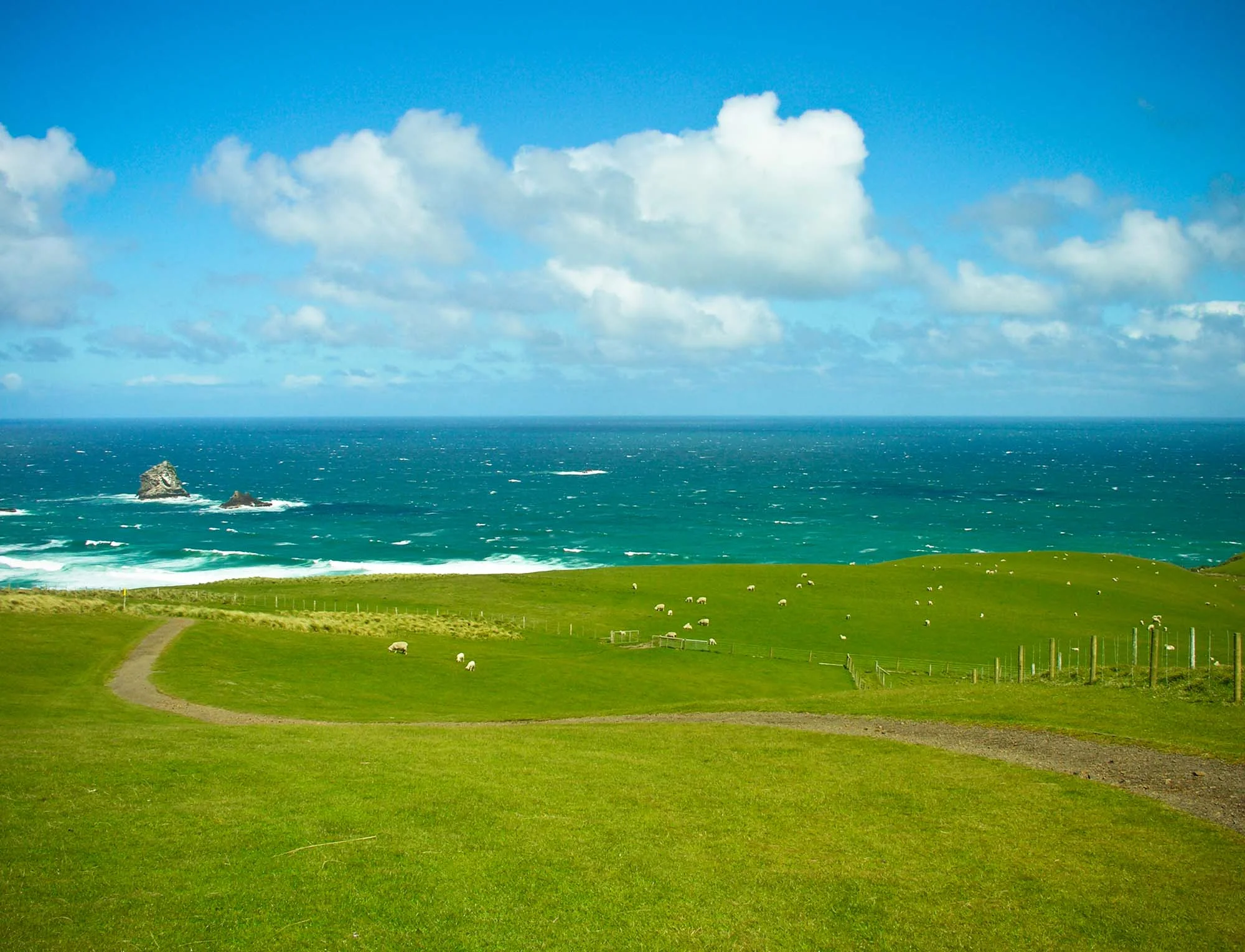 sheep and ocean.jpg