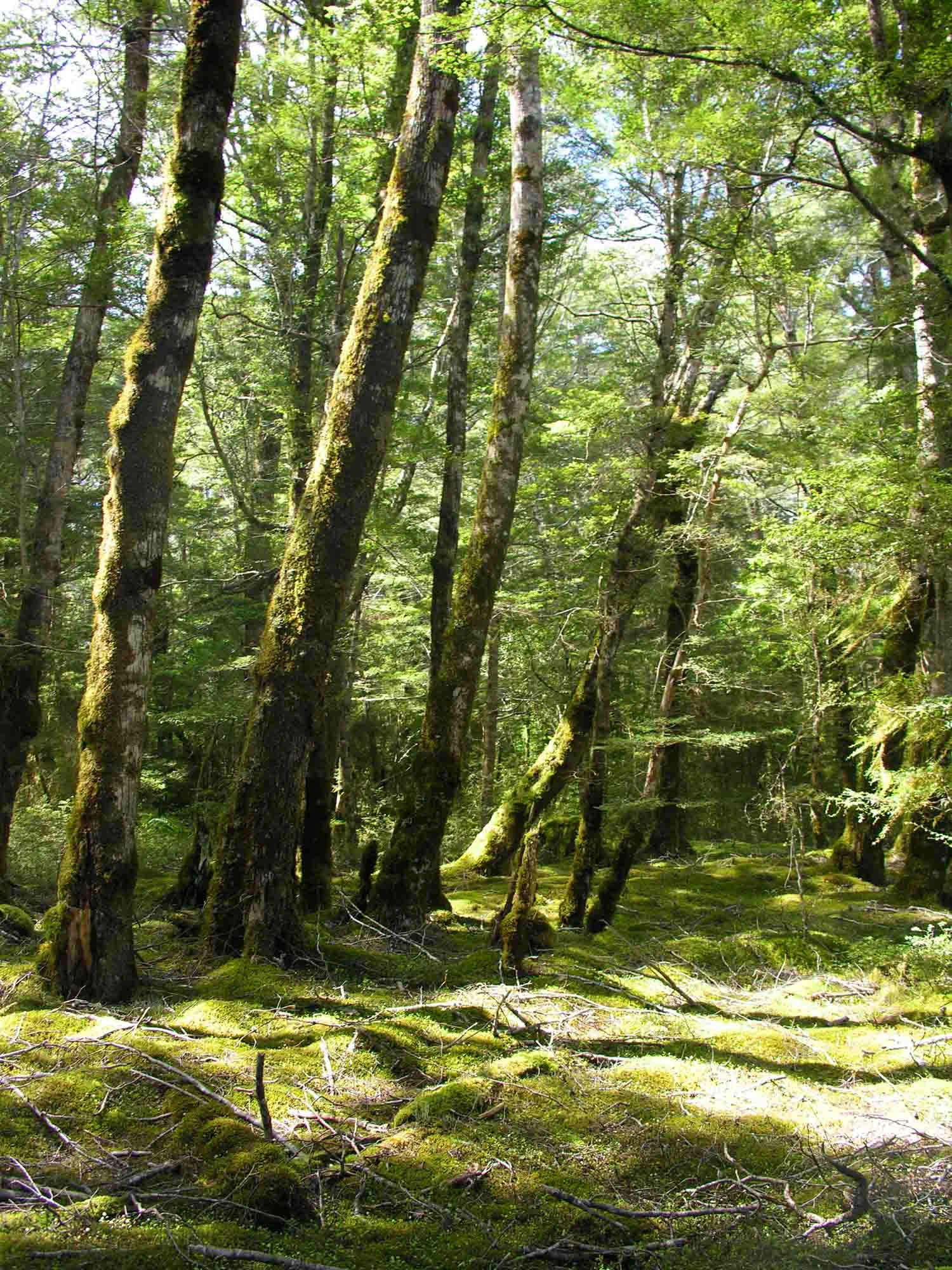 Te Anau forest.jpg