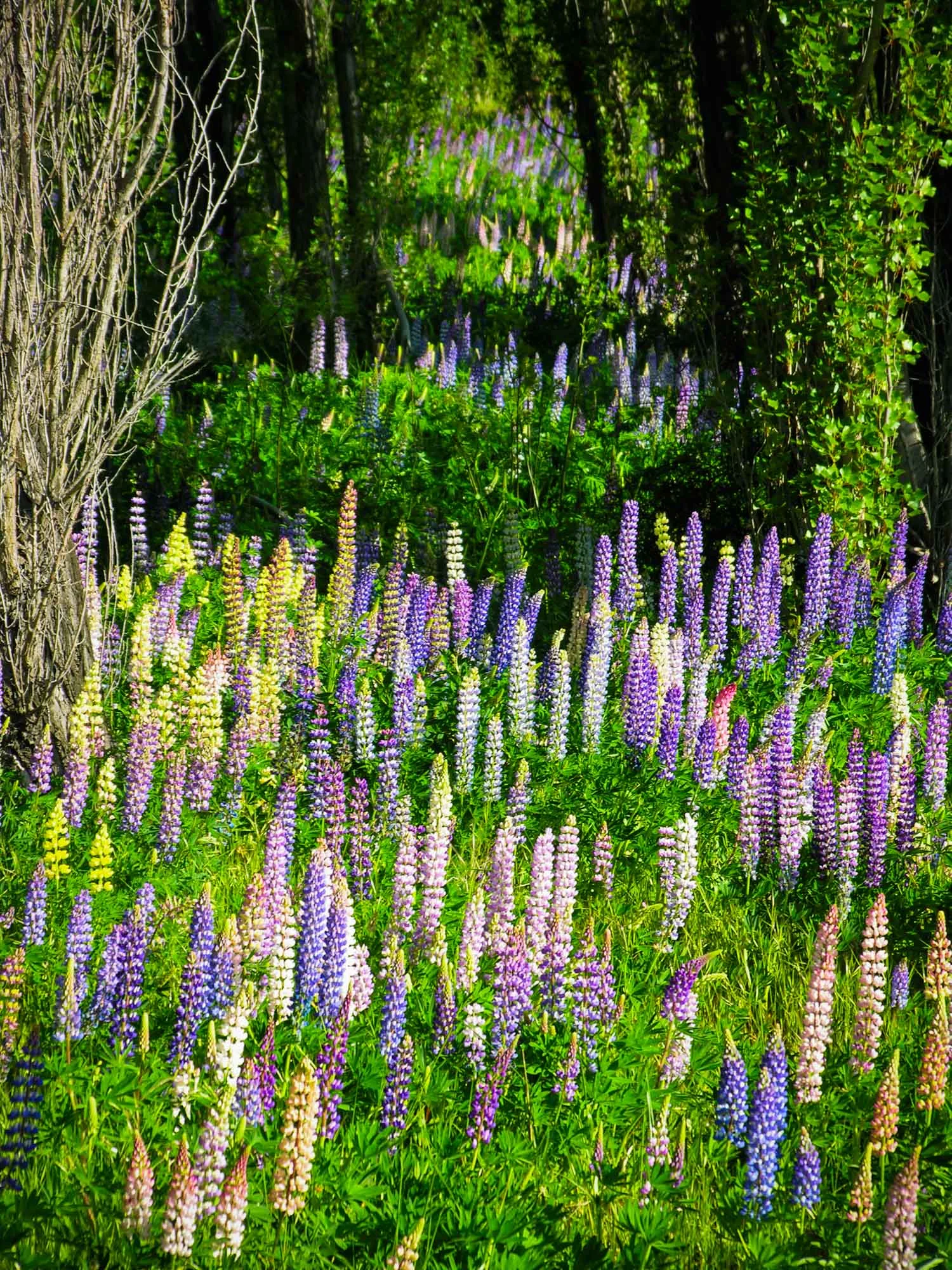 whakatane flowers.jpg