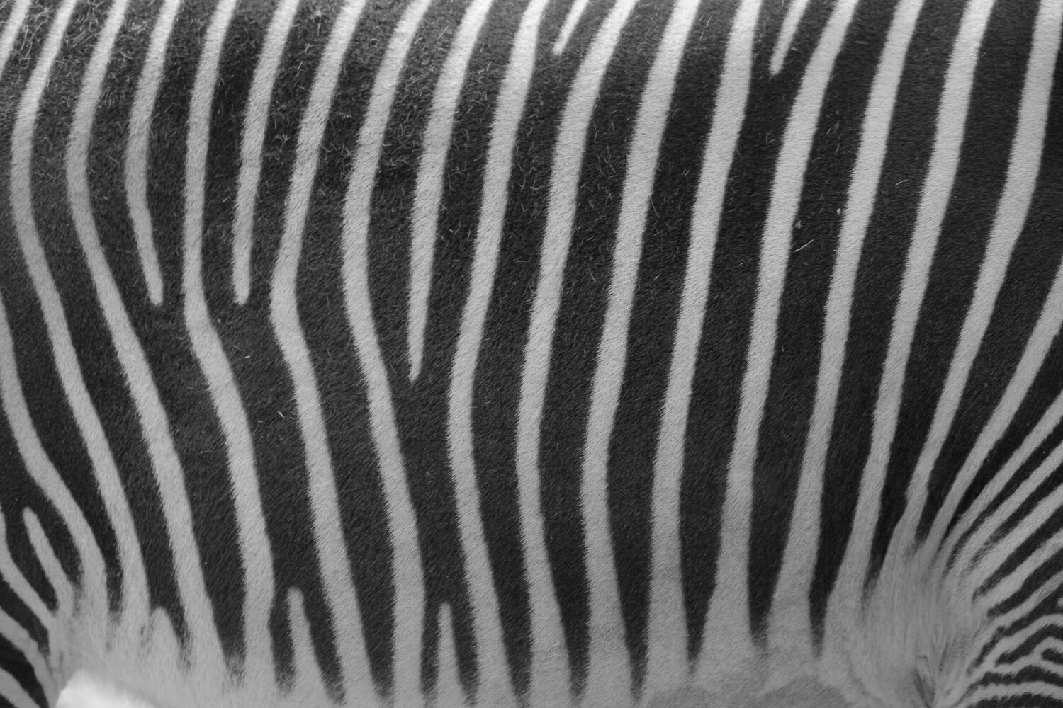 Clever zooming and cropping means you can cut out the surroundings with a 400mm lens.
