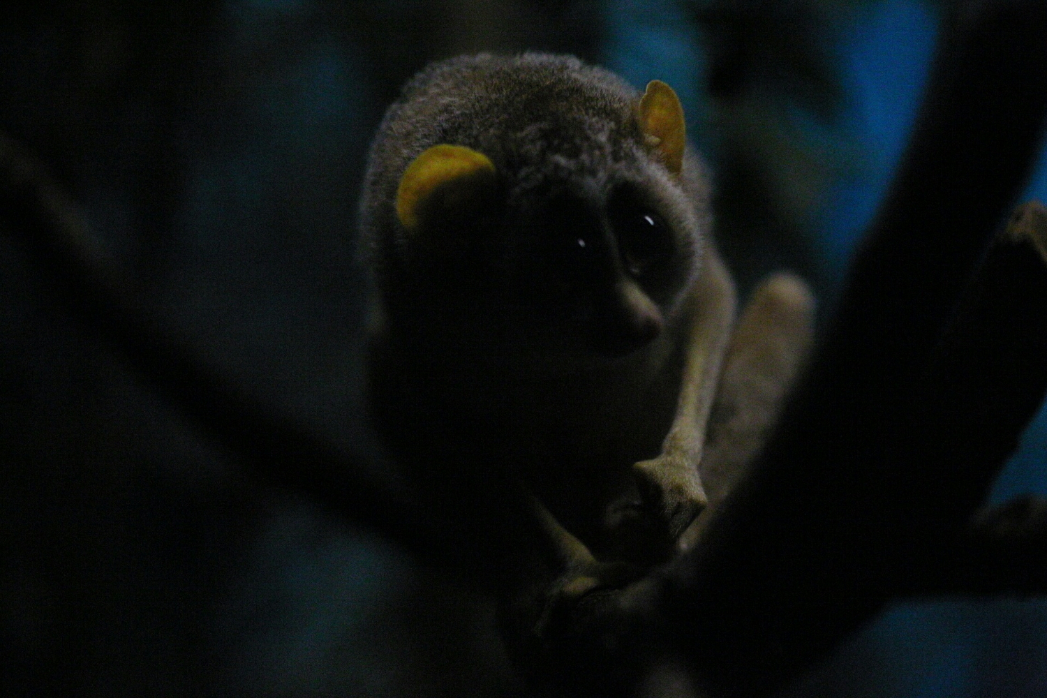 This cutey was shot with a Canon 100mm macro without stabilisation at f2.8 in a near pitch black exhibit. I used the wall next to the glass to keep the camera still.