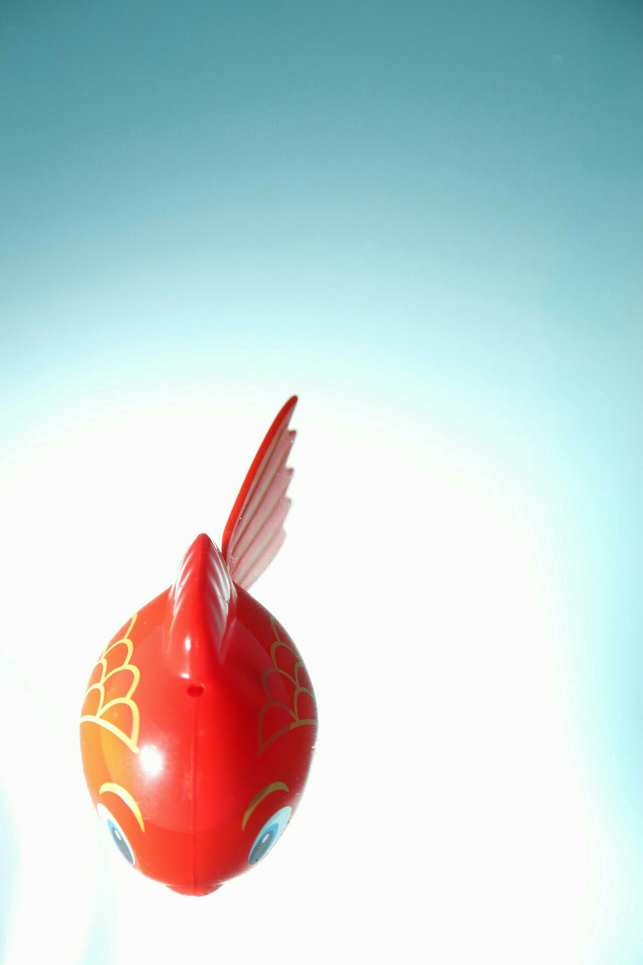 Japanese koi