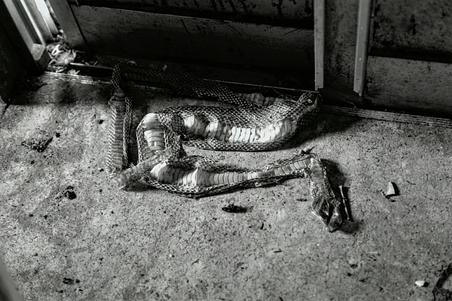 snake skins are supposed to bring money