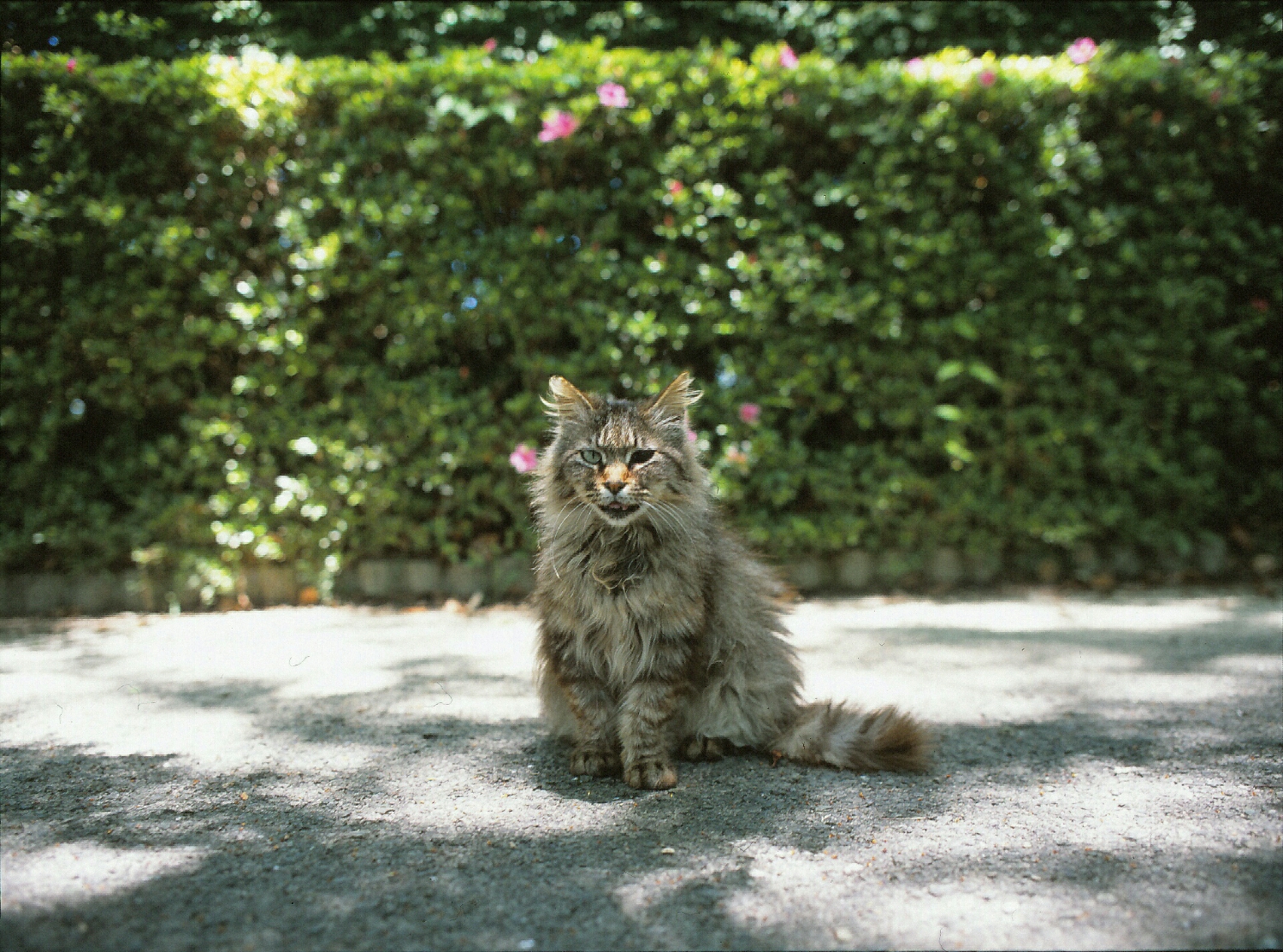 Cat with a black eye  (Mamiya 645, 45mm lens, Velvia 100)