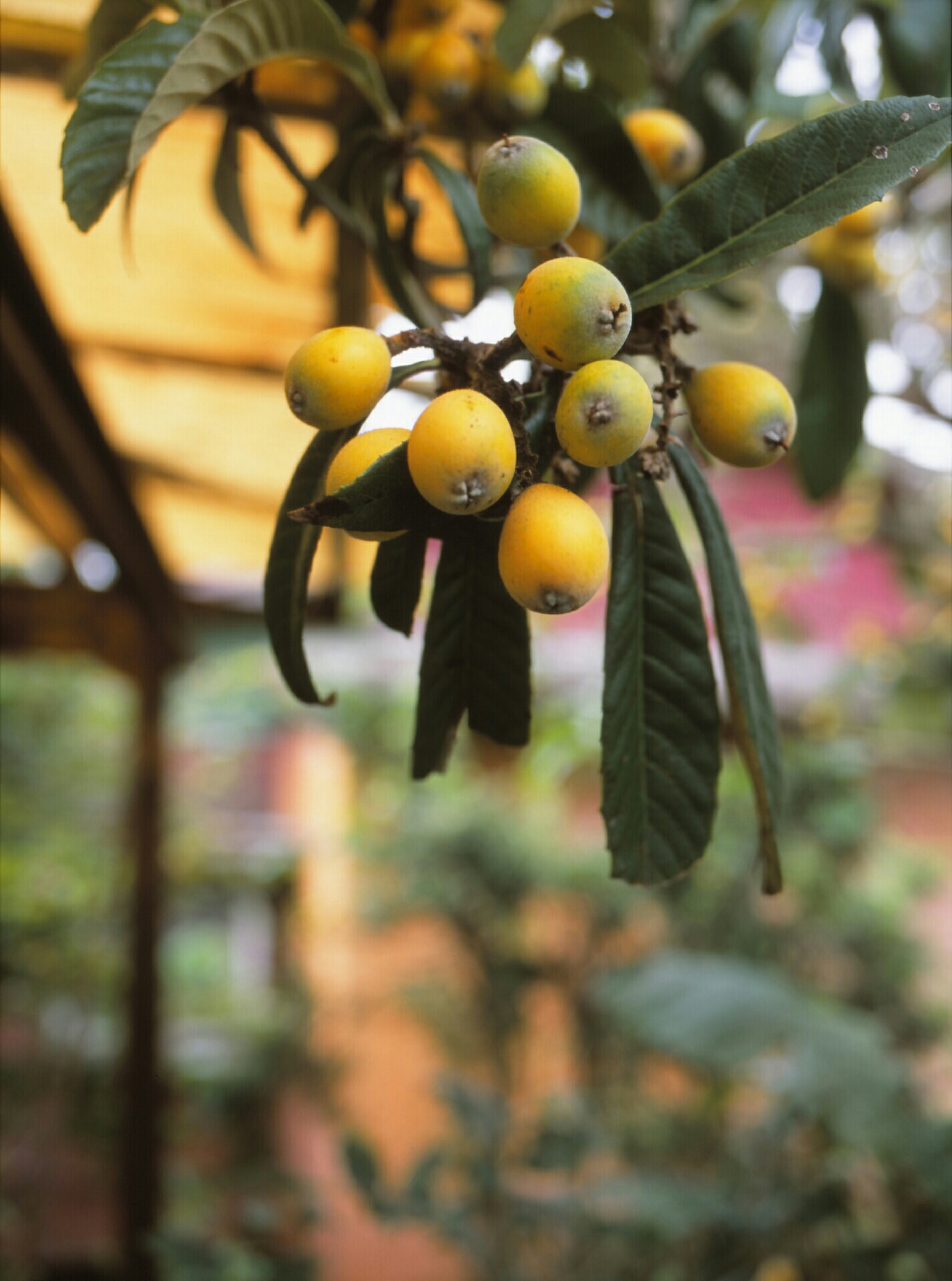 loquat (枇杷) mamiya 645 Velvia 100