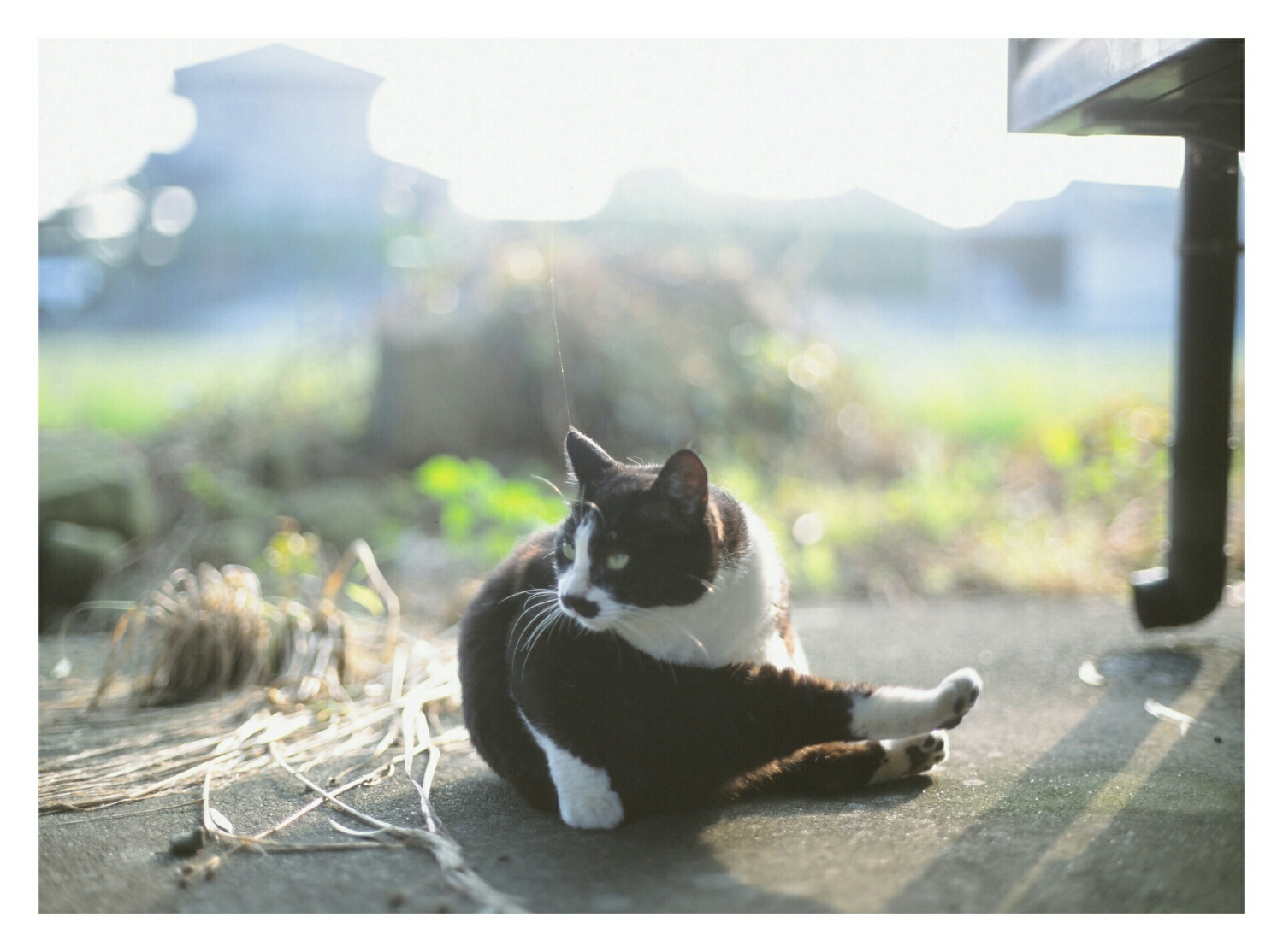 Sun bathing (Mamiya 645 80mm Velvia 100)