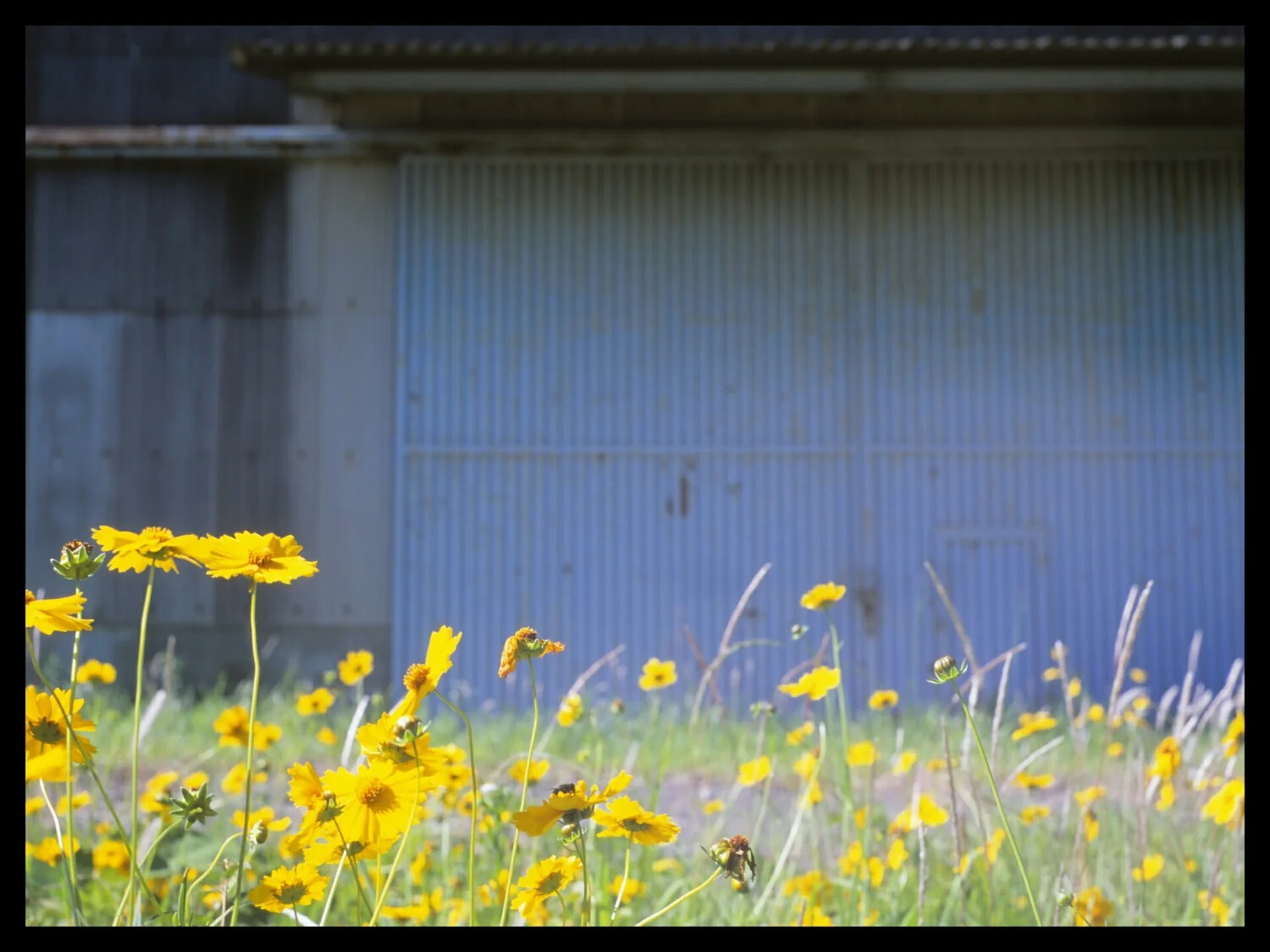 factory flowers (Mamiya Standard 23 6x7 Velvia 100)
