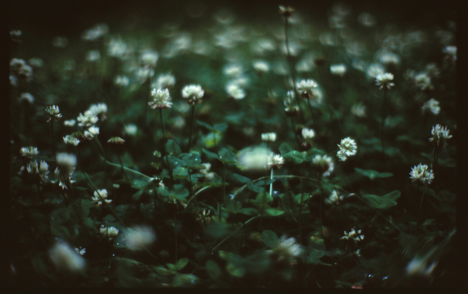 cover field (canon 7, f0.95 velvia 50)