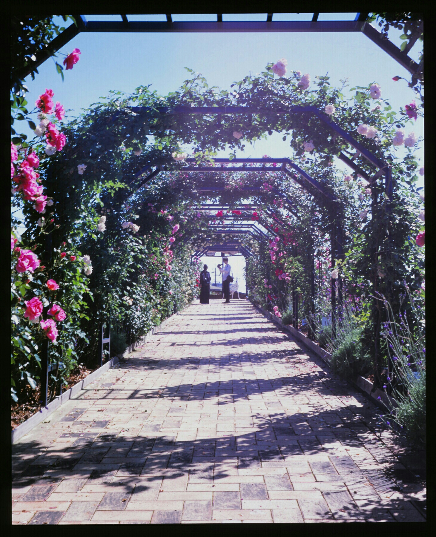 rose arches (Mamiya standard 23, Velvia 100)