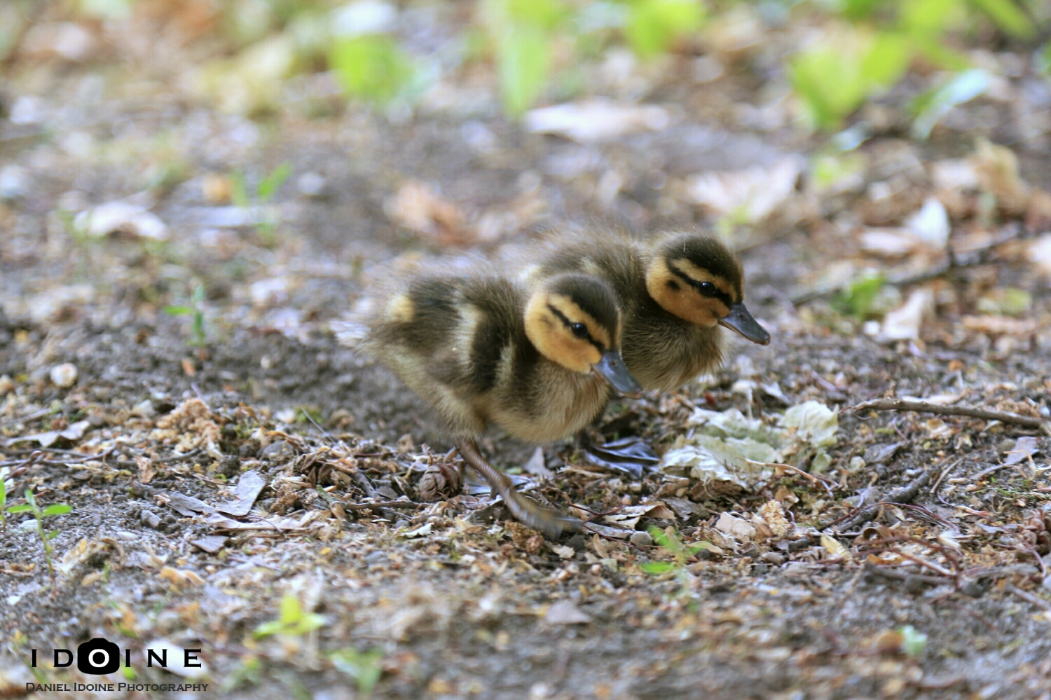 Pair of Quackers