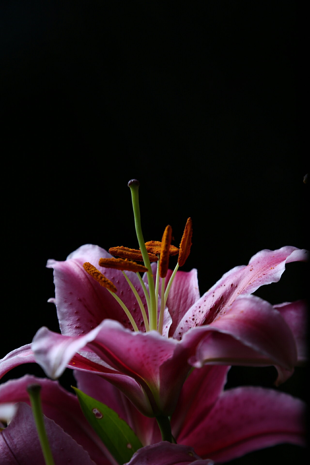 lily by night (Canon 6D)