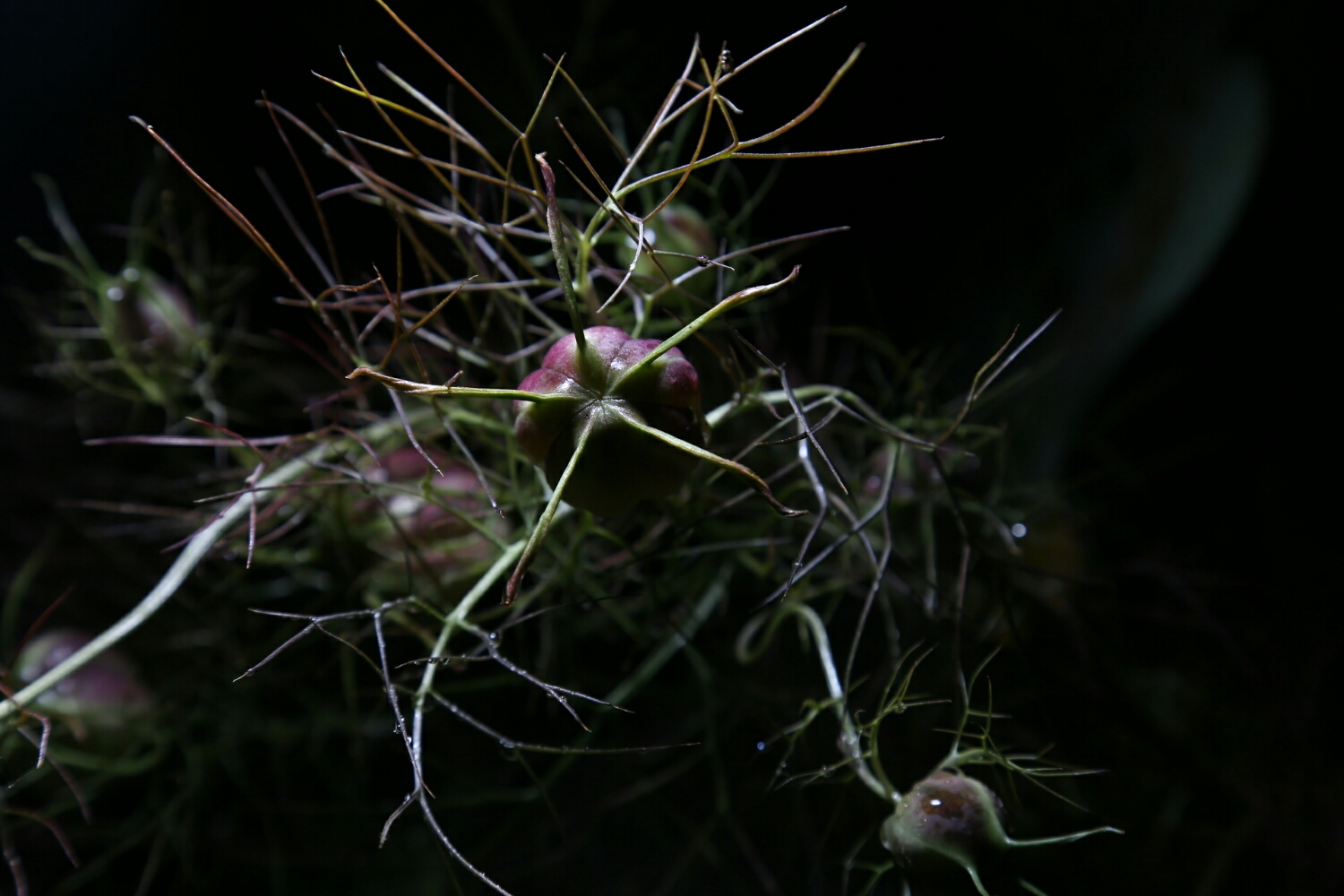 alien flower