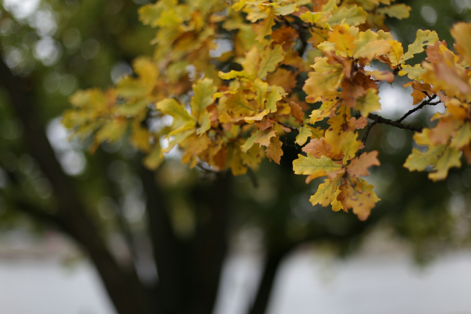 either autumn arrived or we skipped straight past to winter
