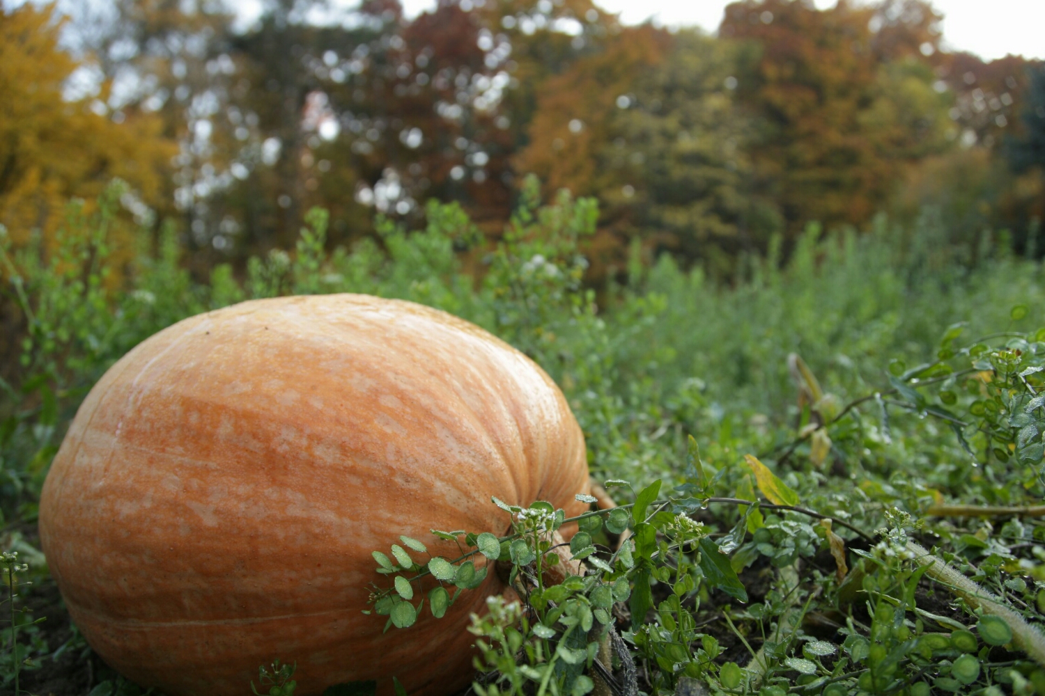 it must feel awful to be the only pumpkin that didn't get picked for Halloween.