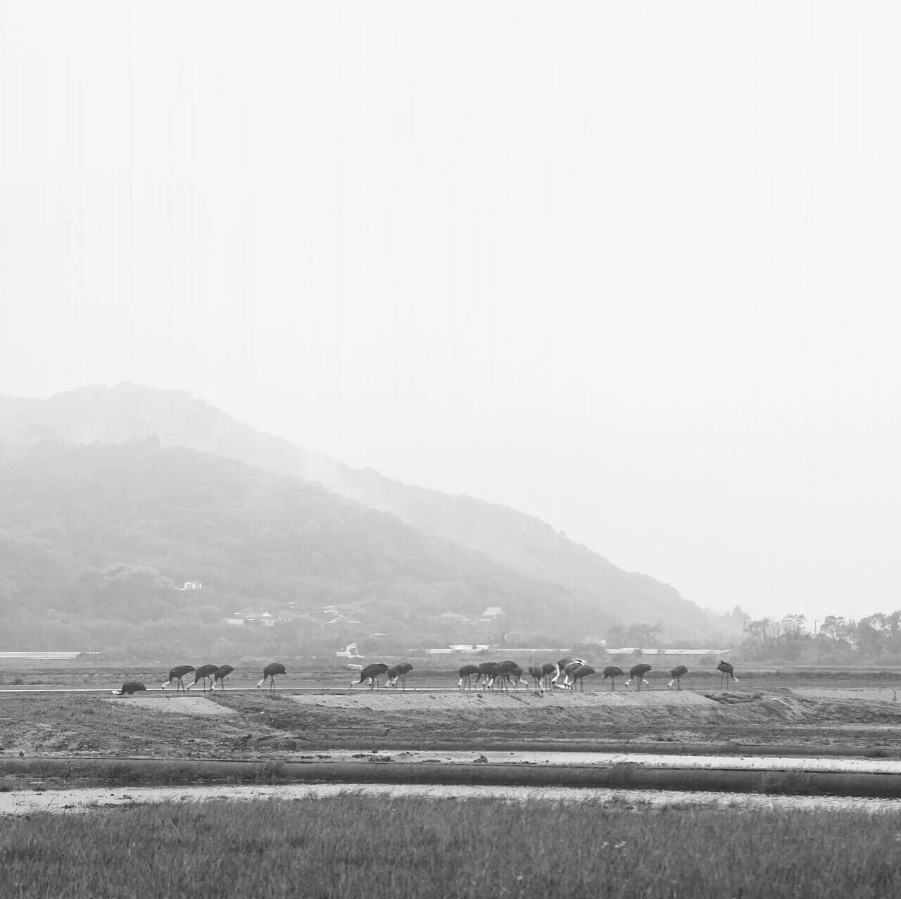 Last of the cranes
