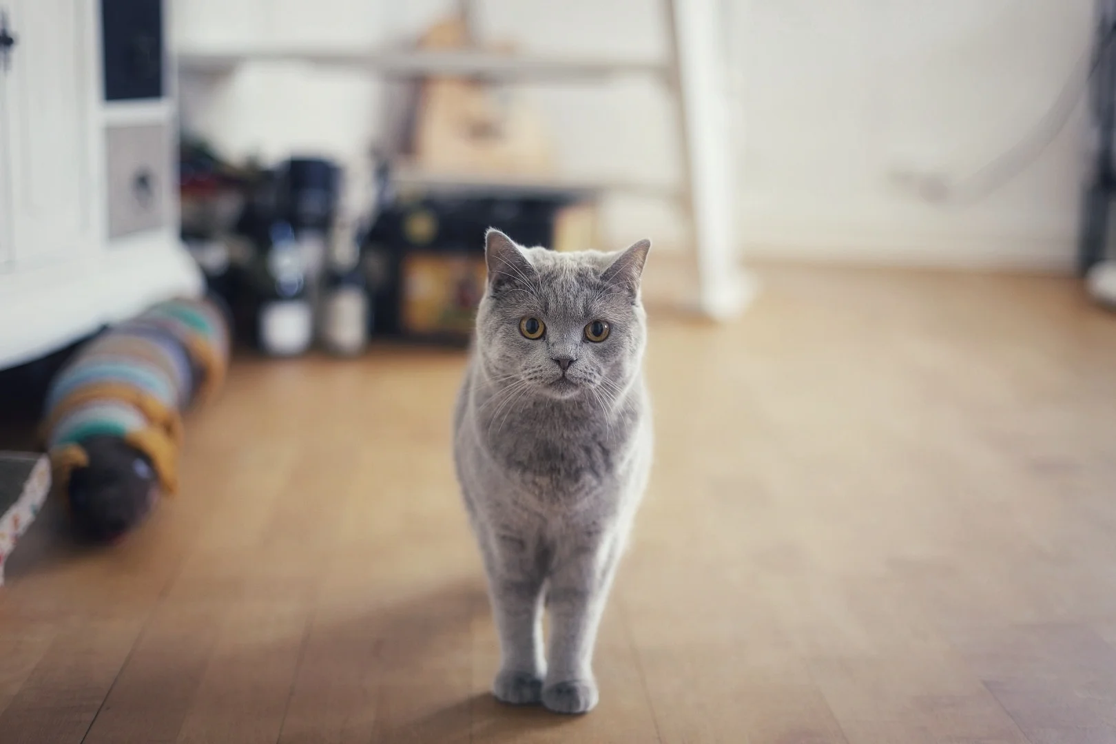 cute cats