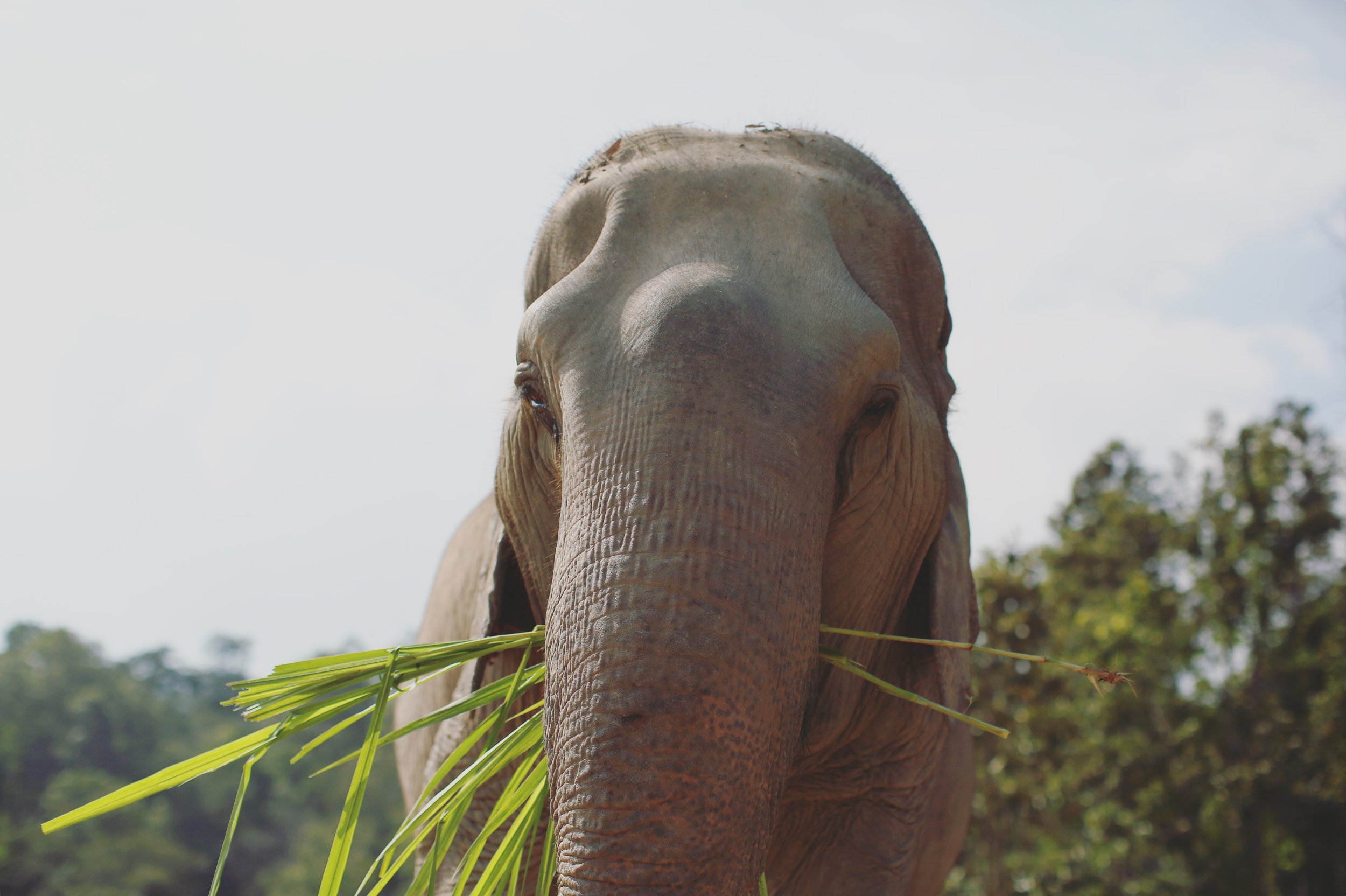  Elephant Jungle Sanctuary.&nbsp;Chiang Mai, Thailand  Remember to research Elephant Sanctuaries before you visit.&nbsp;No Ride Sanctuaries are encouraged! 