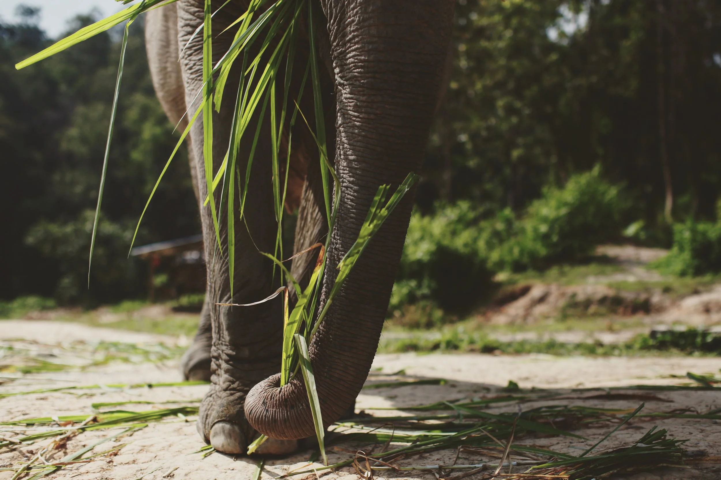  Elephant Jungle Sanctuary.&nbsp;Chiang Mai, Thailand  Remember to research Elephant Sanctuaries before you visit.&nbsp;No Ride Sanctuaries are encouraged! 