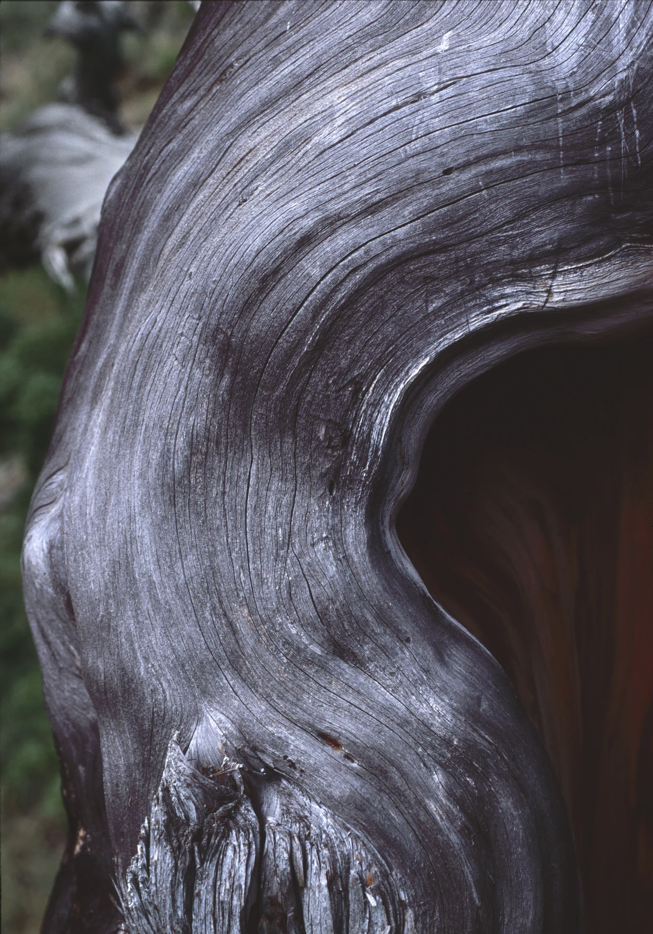 18_Other Trees_01.jpg