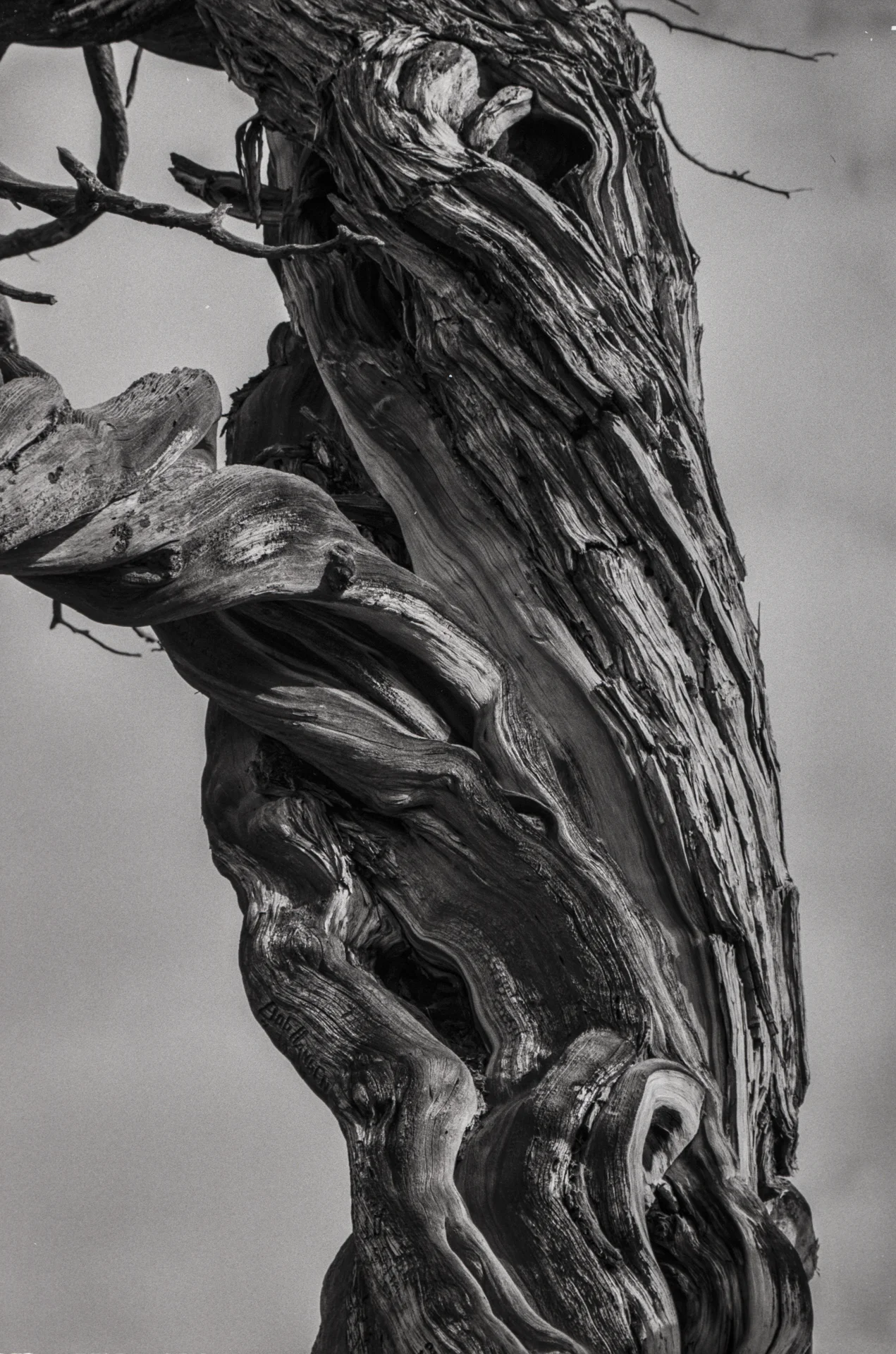 18_Other Trees_02.jpg