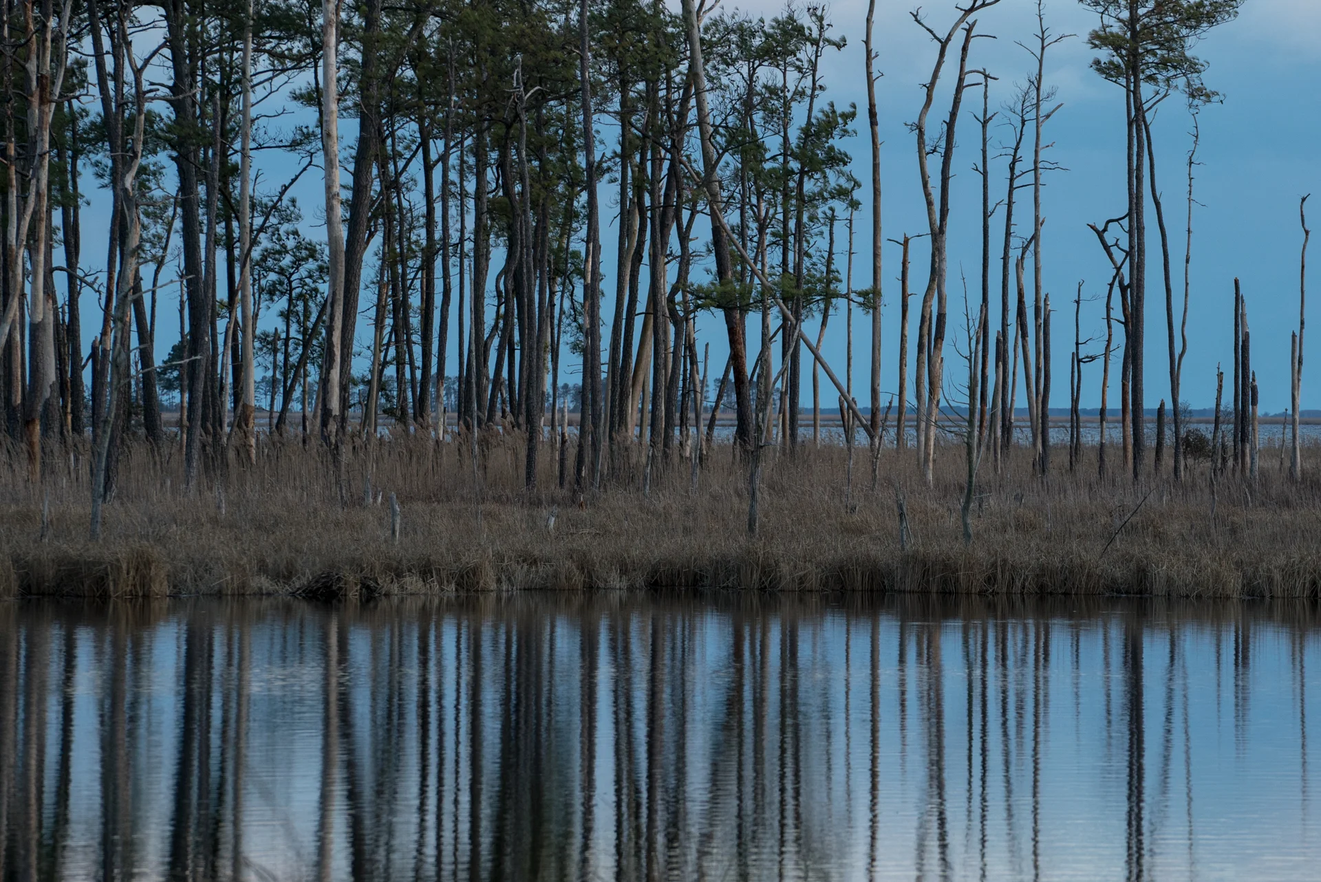 Blackwater National Wildlife Refuge, Maryland