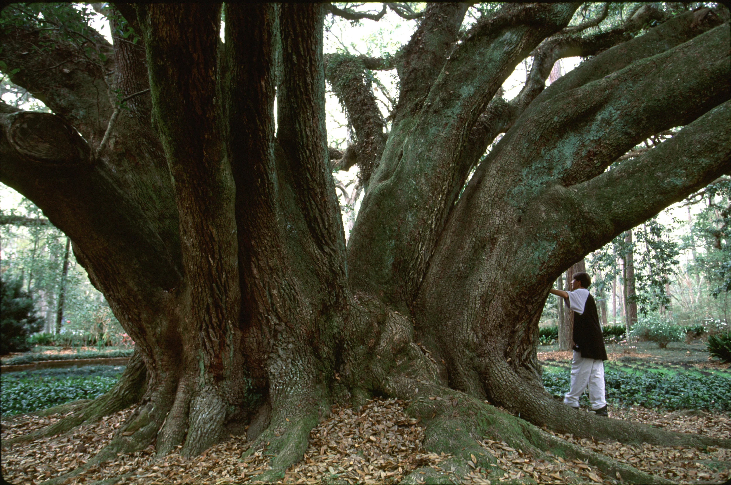 live oak.trunk james flat.jpg