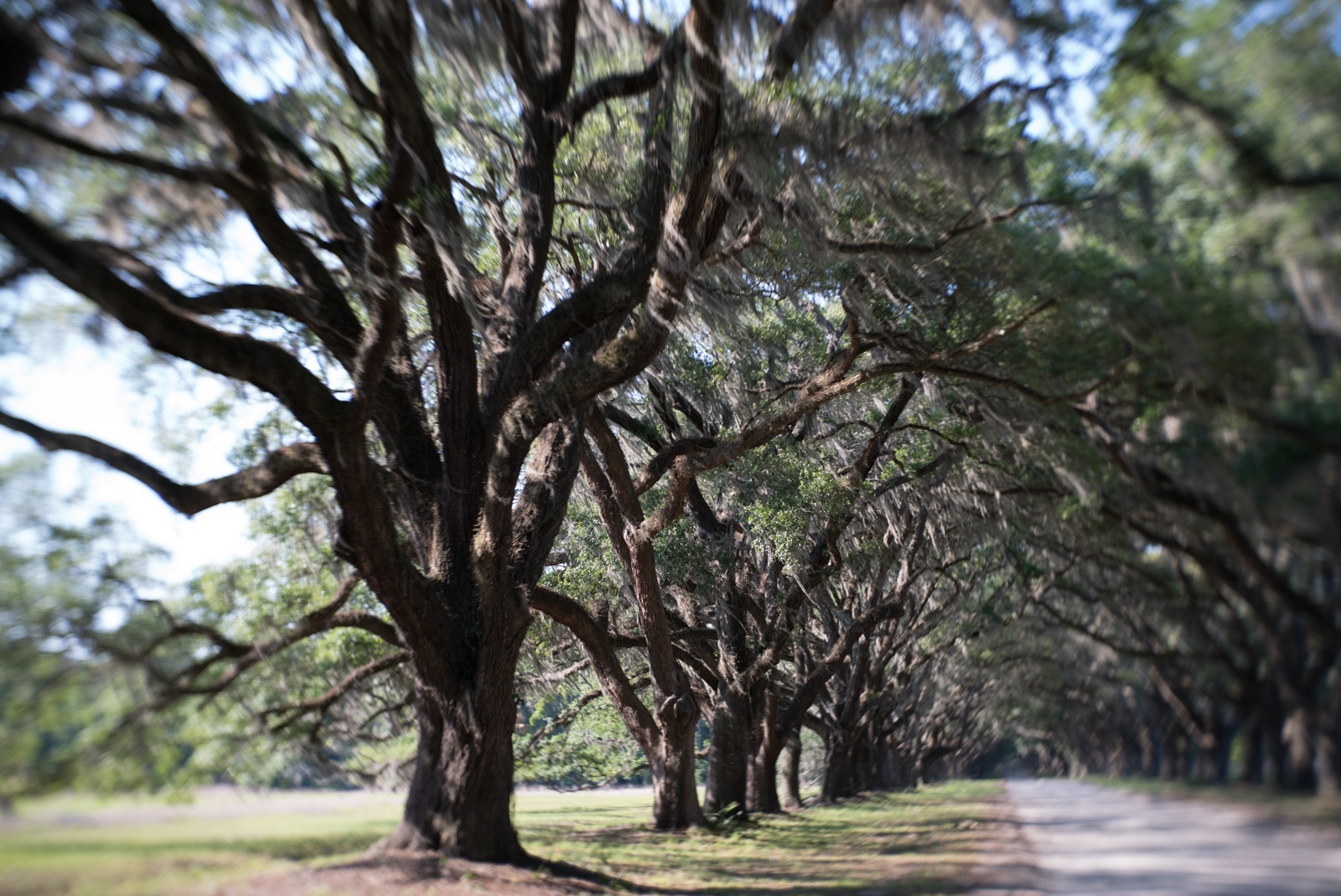 The 1.5-mile, oak-lined "avenue" leads to the Wormsloe Plantation near Savannah, Georgia. Parts of the driveway will be under water with a rise of four feet in sea level.