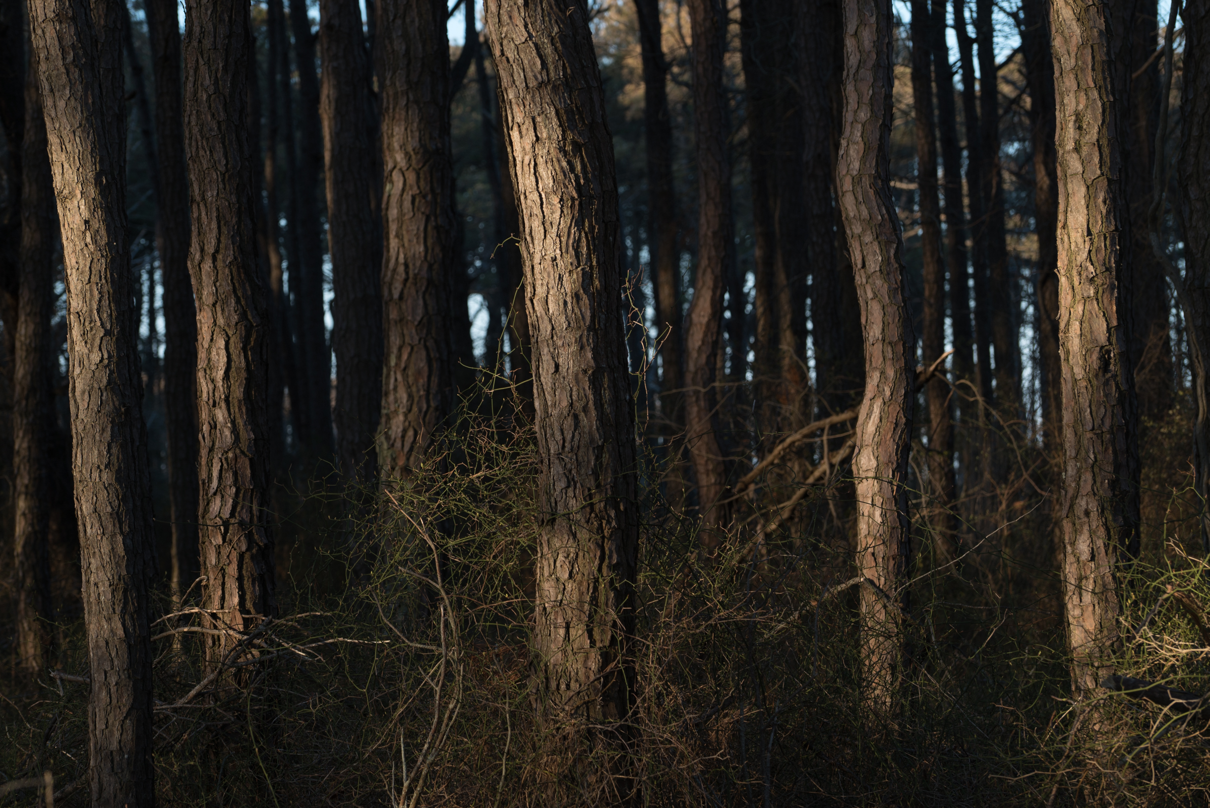 Assateague National Seashore, Assateague Island, Maryland