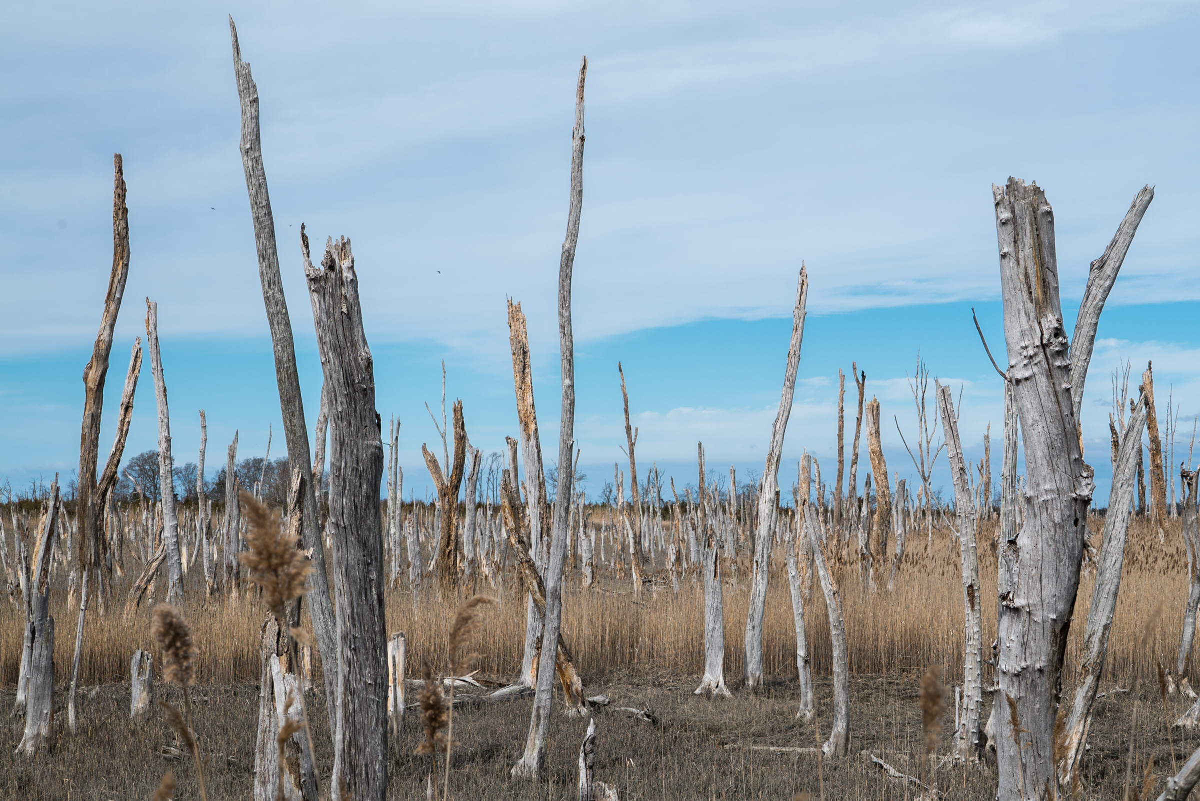 Dennis Creek Wildlife Management Area on Delaware Bay, New Jersey