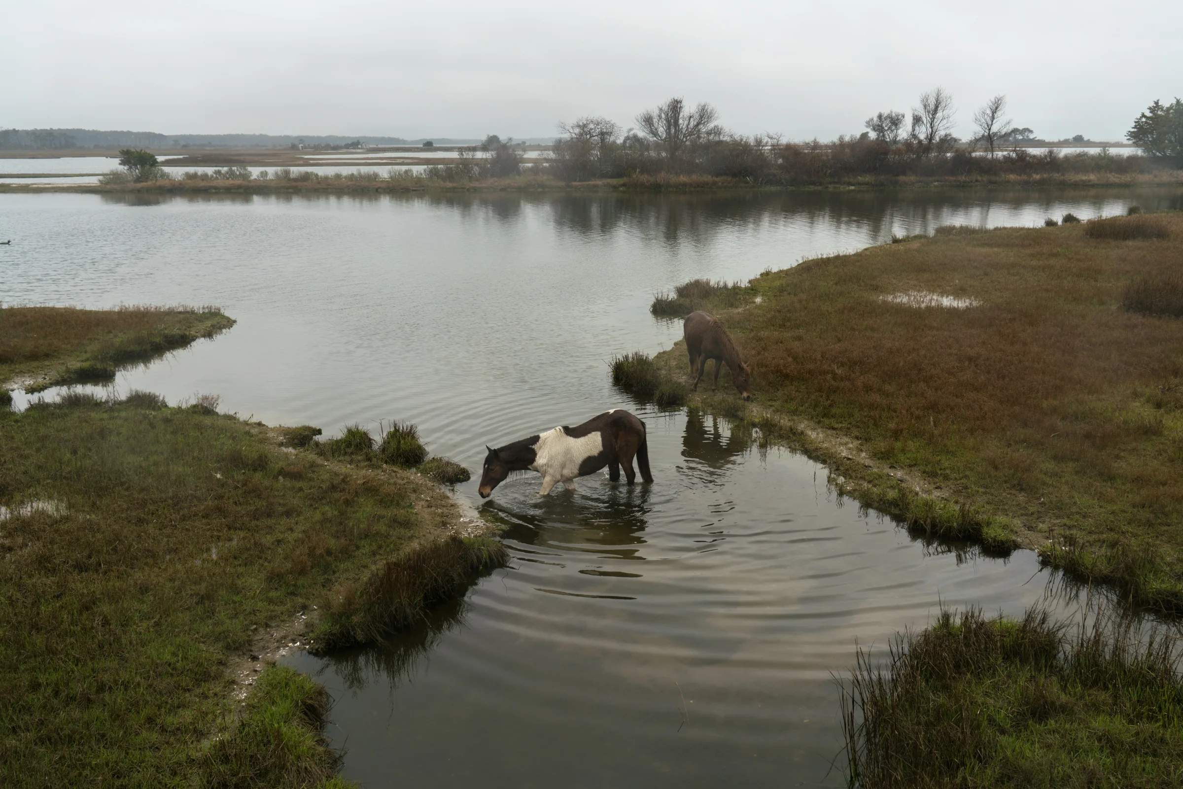 Ponies in the back bays of Assateague National Seashore in Maryland.