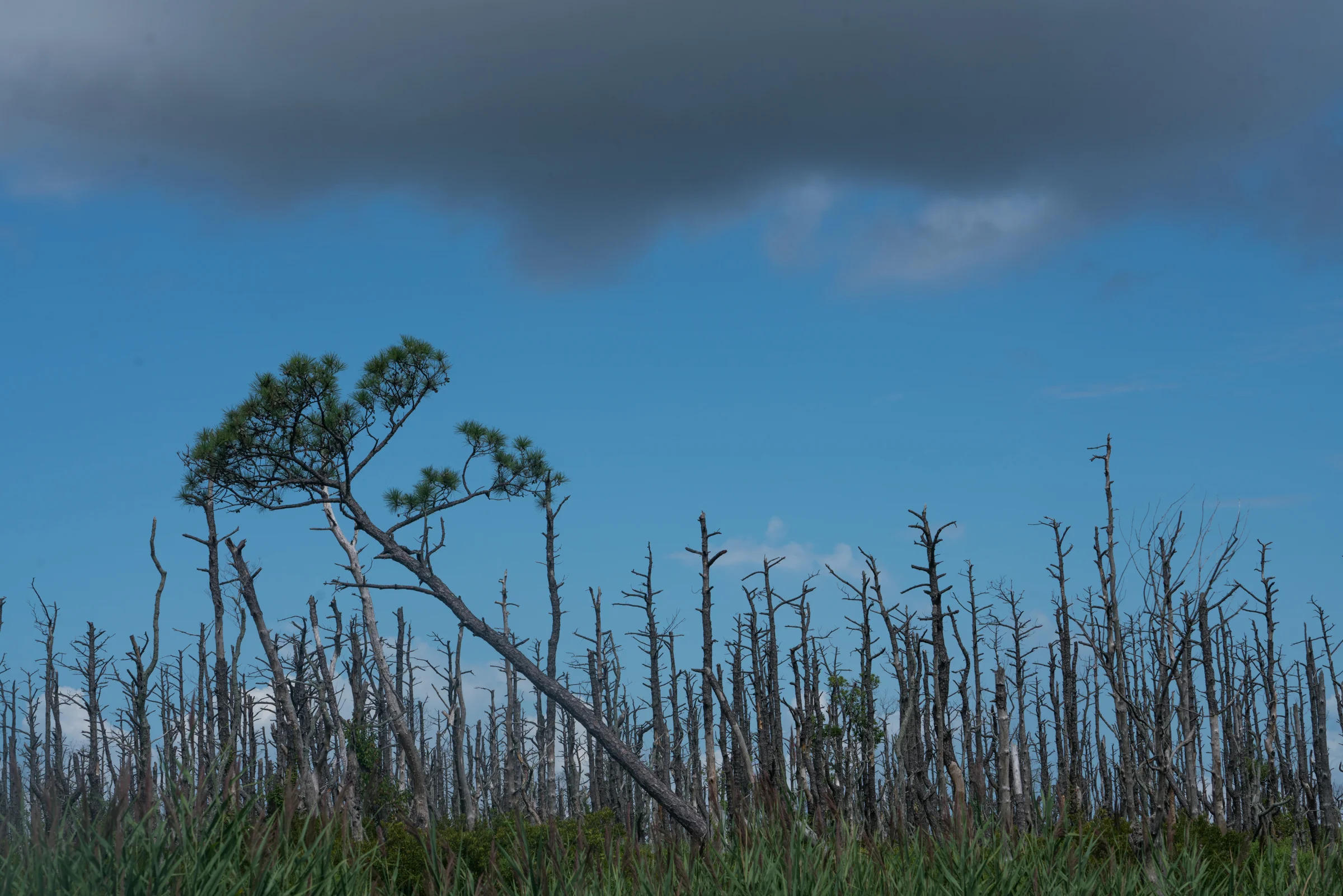 Dennis Creek Wildlife Management Area on Delaware Bay, New Jersey