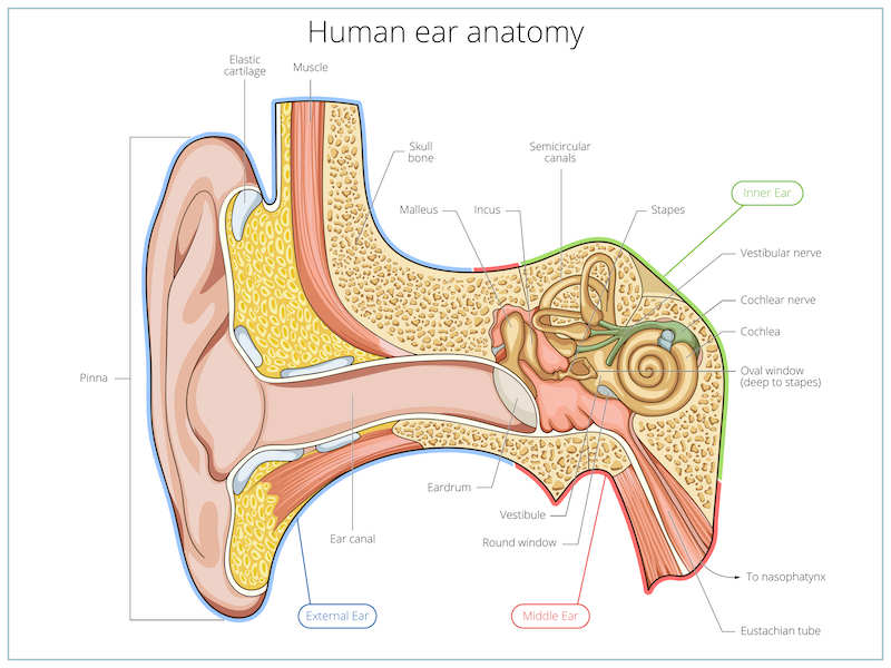 Human ear structure medical educational science vector illustration. Ear anatomy