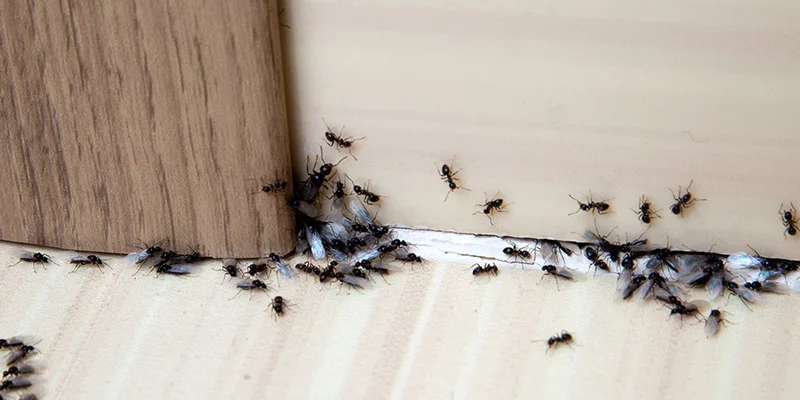keeping-a-recording-studio-clean-ants.jpg