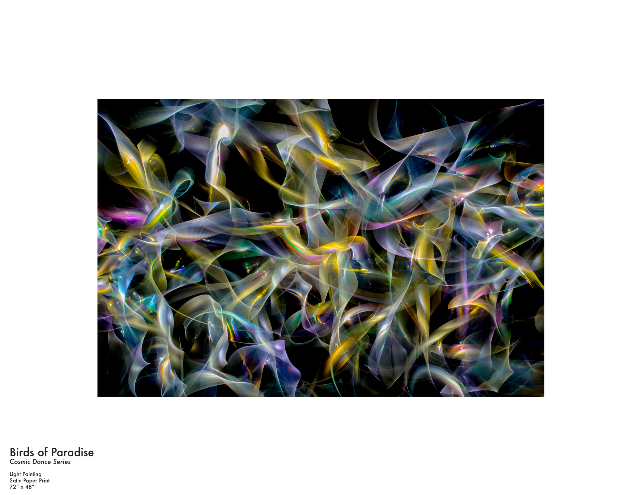 Birds of Paradise WG.jpg