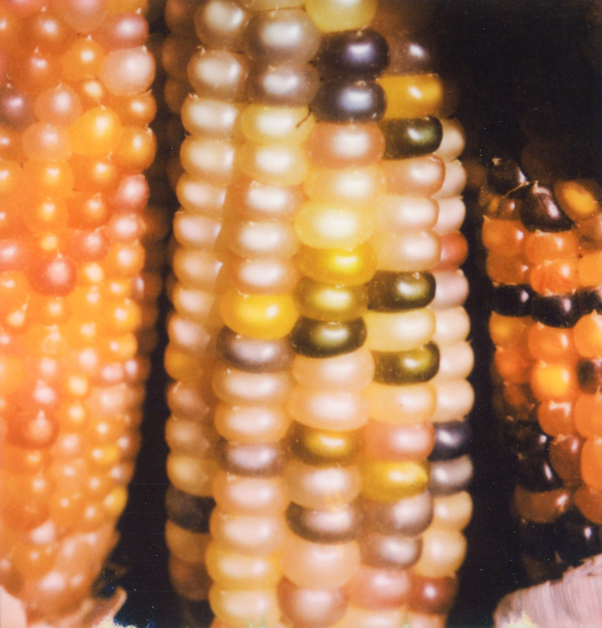 corn-2.jpg