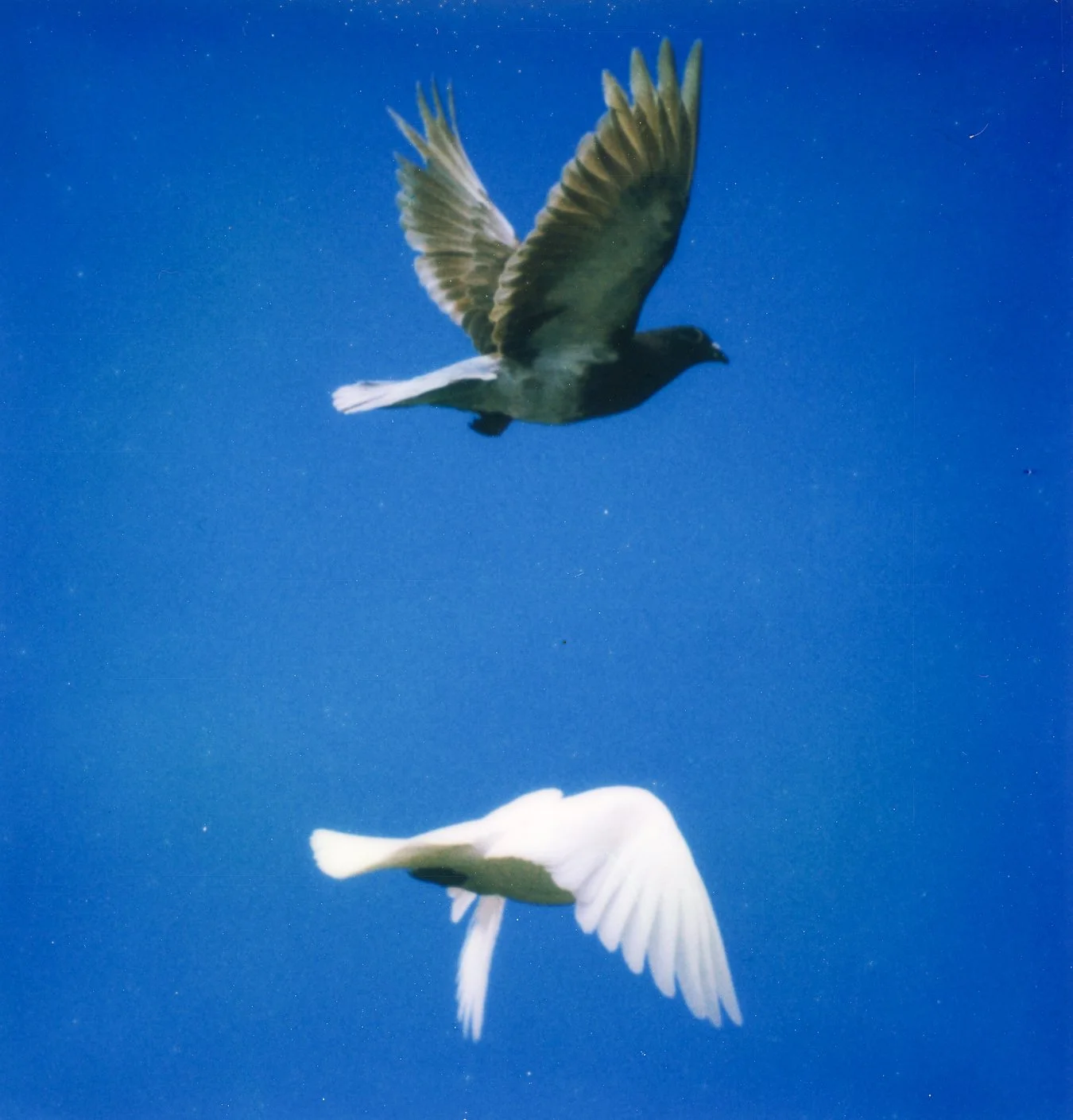 asabove-2.jpg