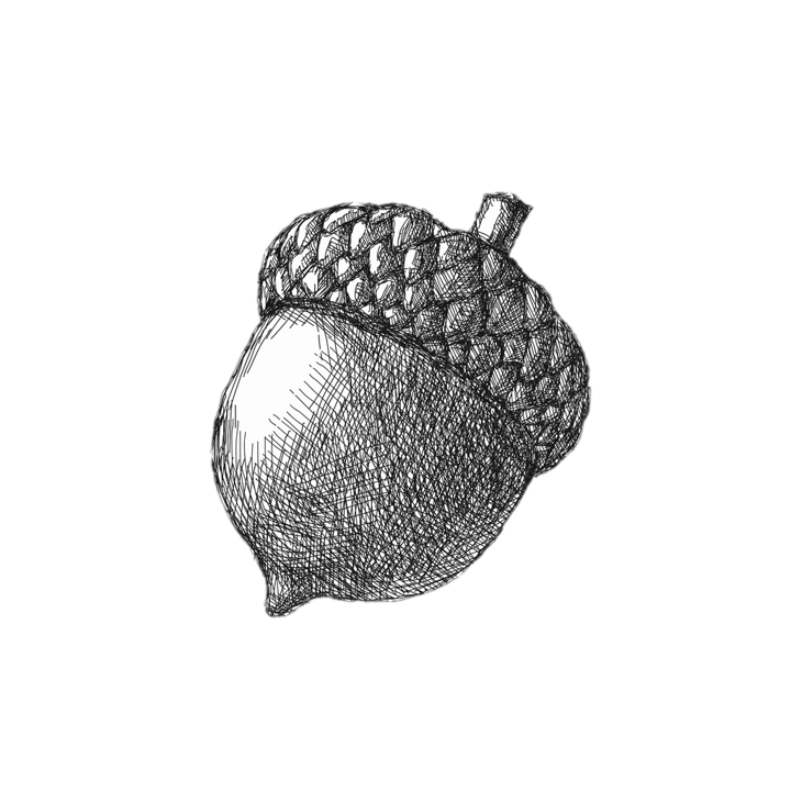 Acorn - Transparent Bakcground.png