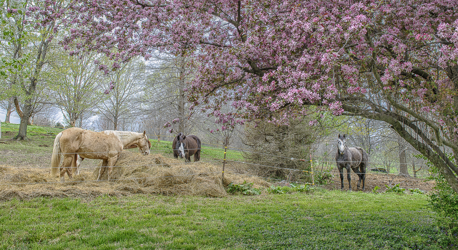 Heartland