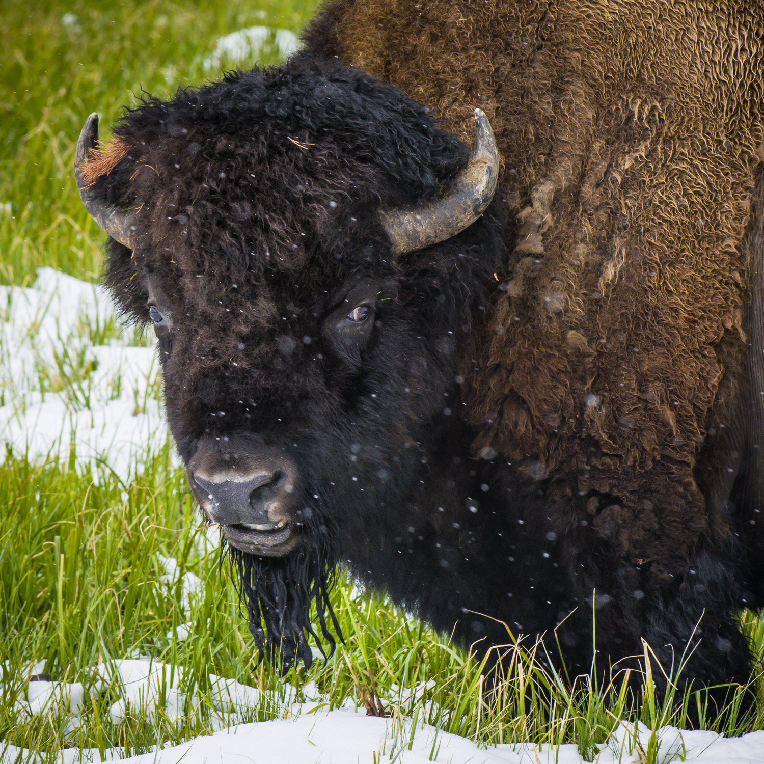 Bison, Yellowstone NP, Wyoming