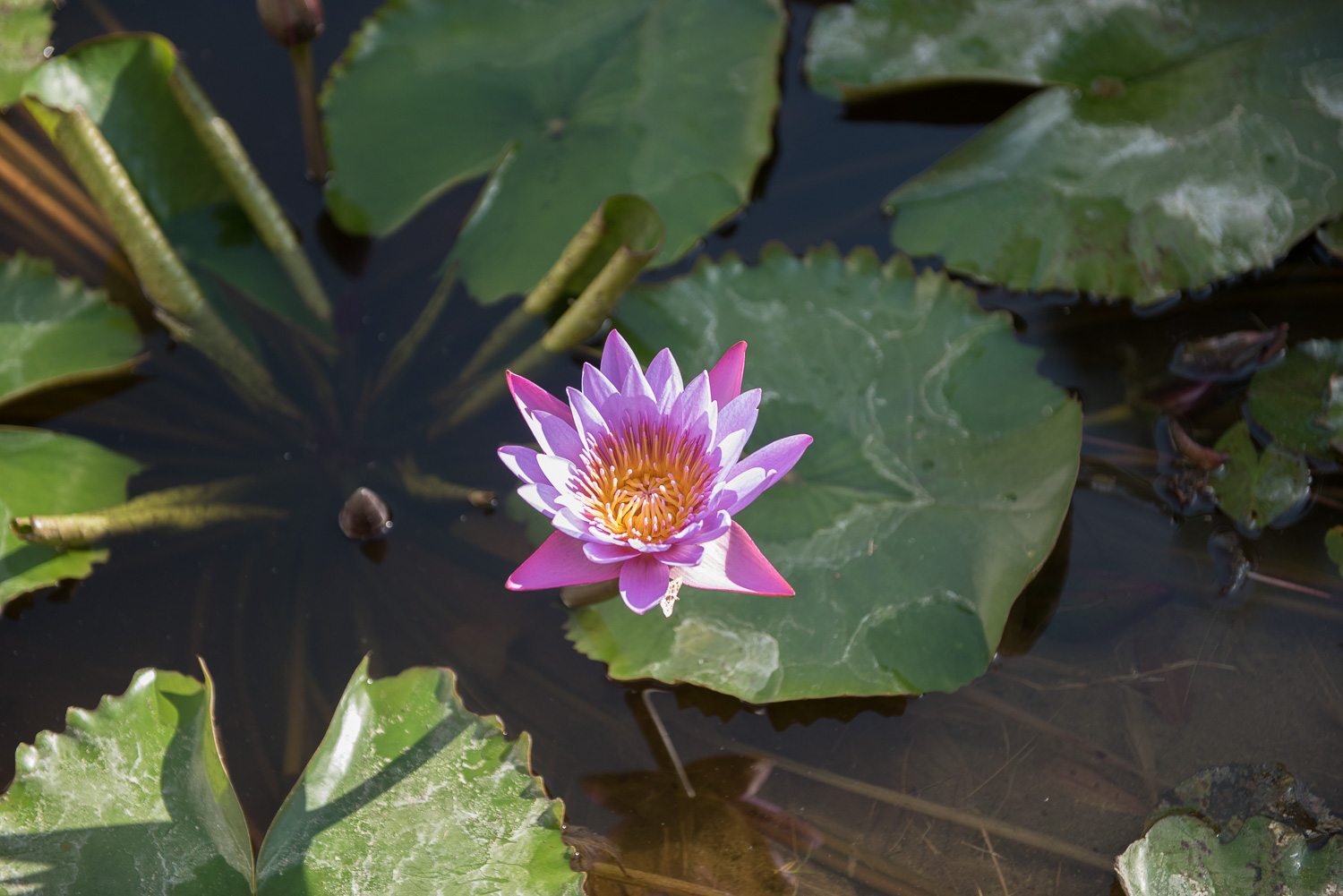 Water Lily, Location Unknown