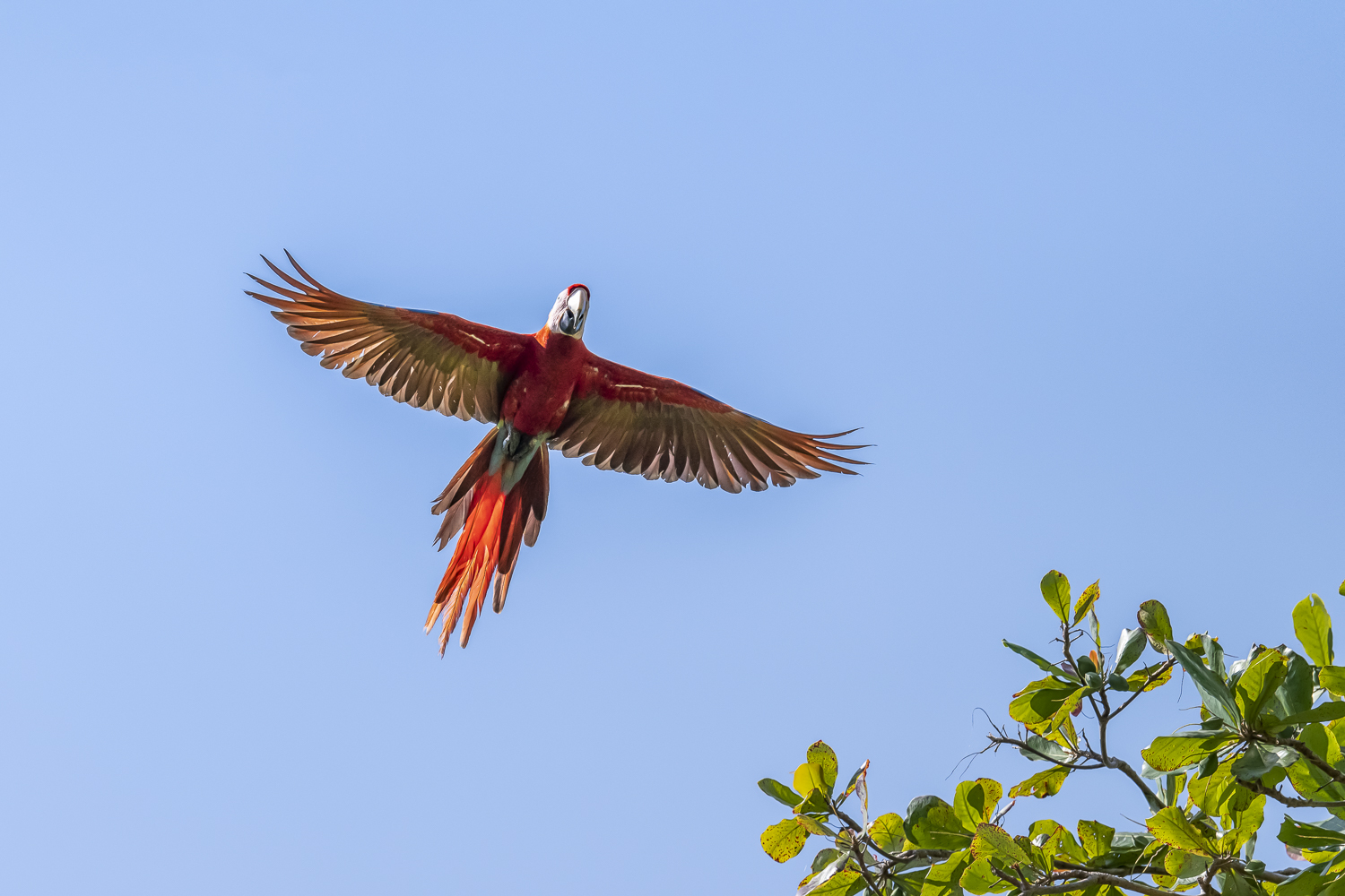 Scarlet Macaw