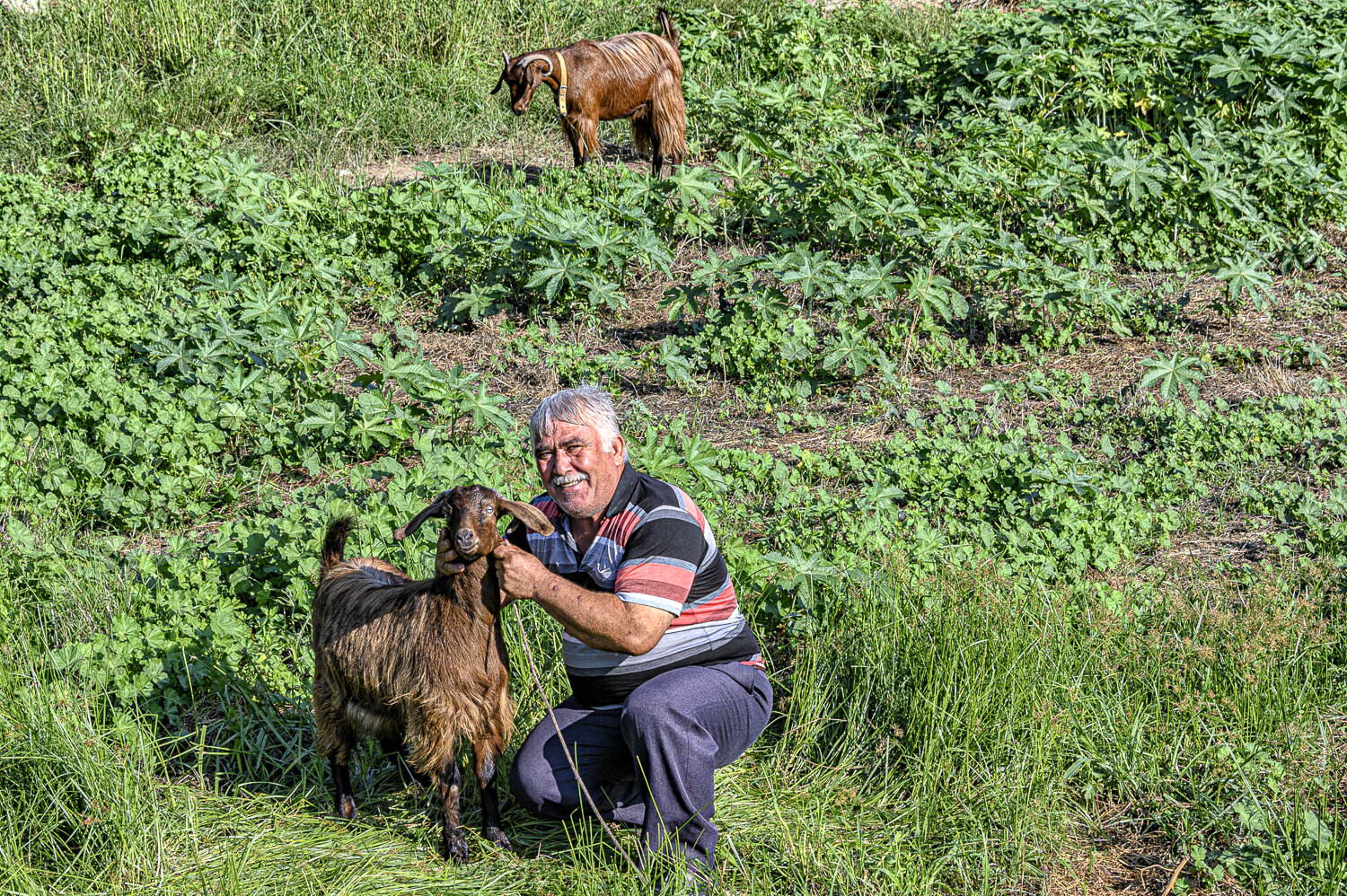 A Goatherd, Leaving Kas, Turkey