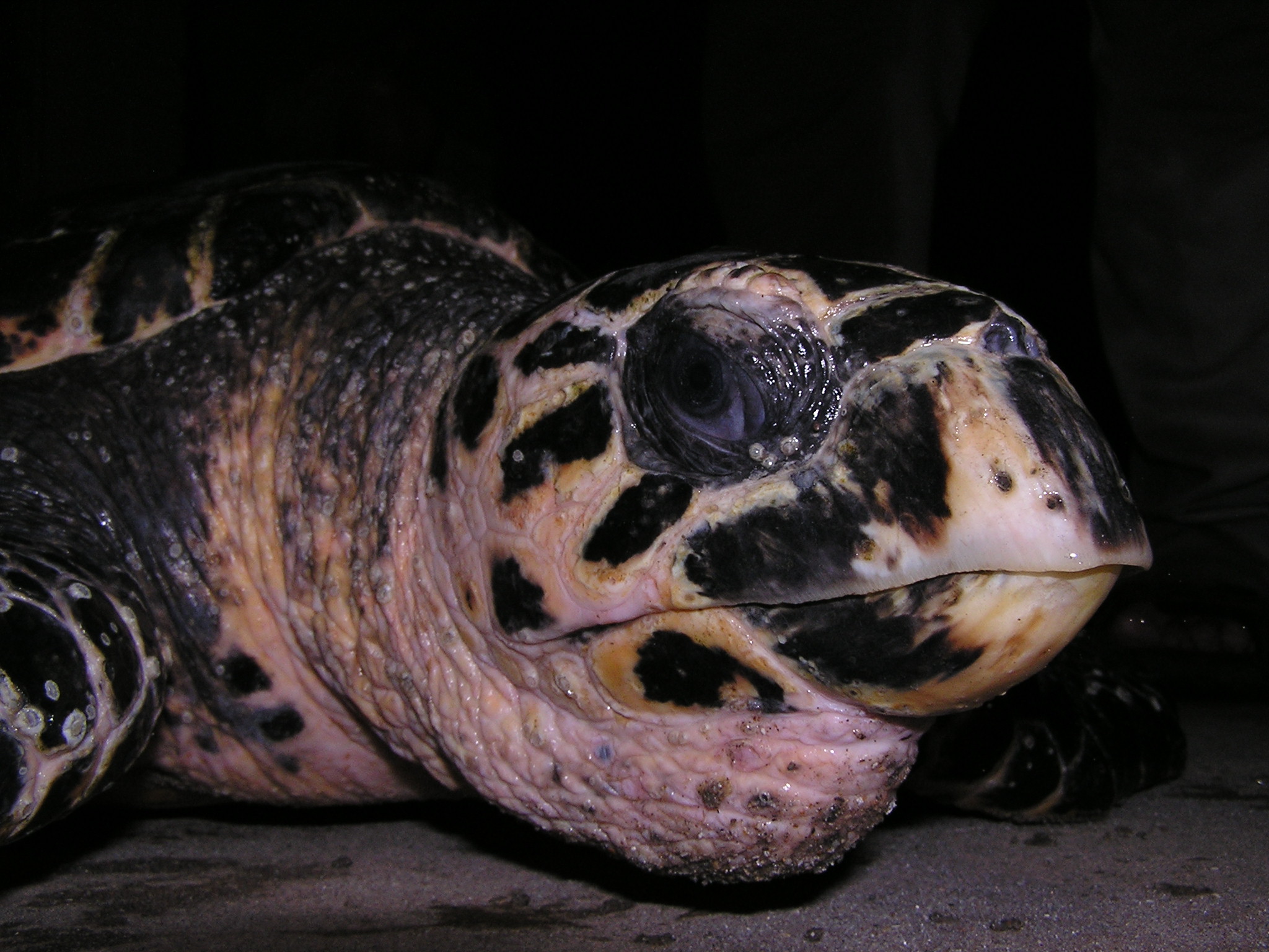 Hawksbill Sea Turtle